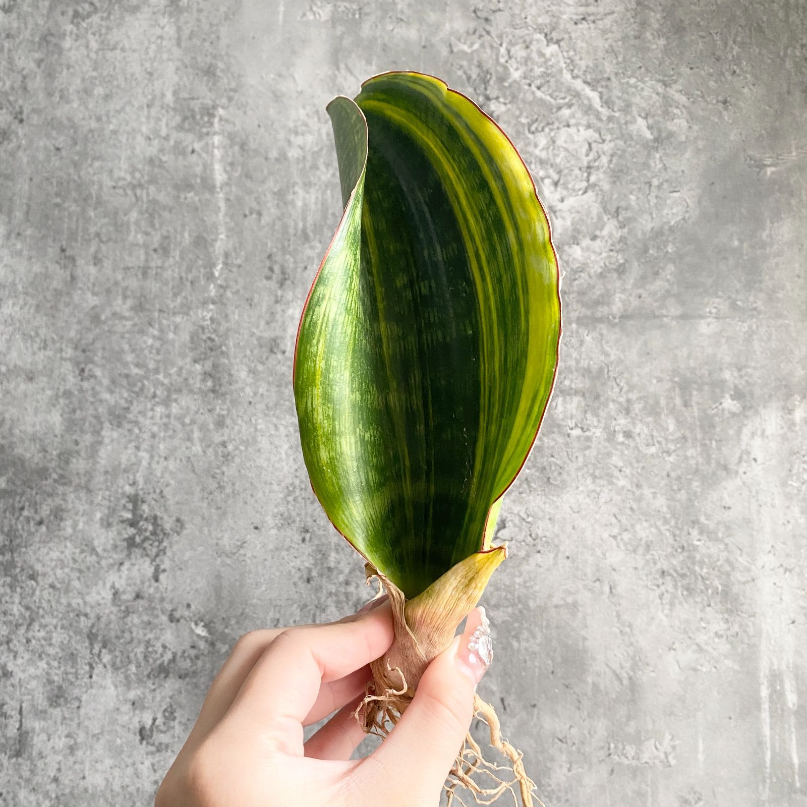 S11492【極上S級 斑入り株！！】サンスベリア MALAWI MID NIGHT 斑入り