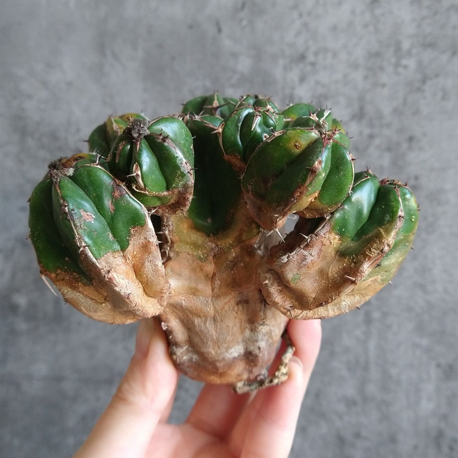 r*e様 B14255☆オークション☆ユーフォルビア ハンディエンシス 極上