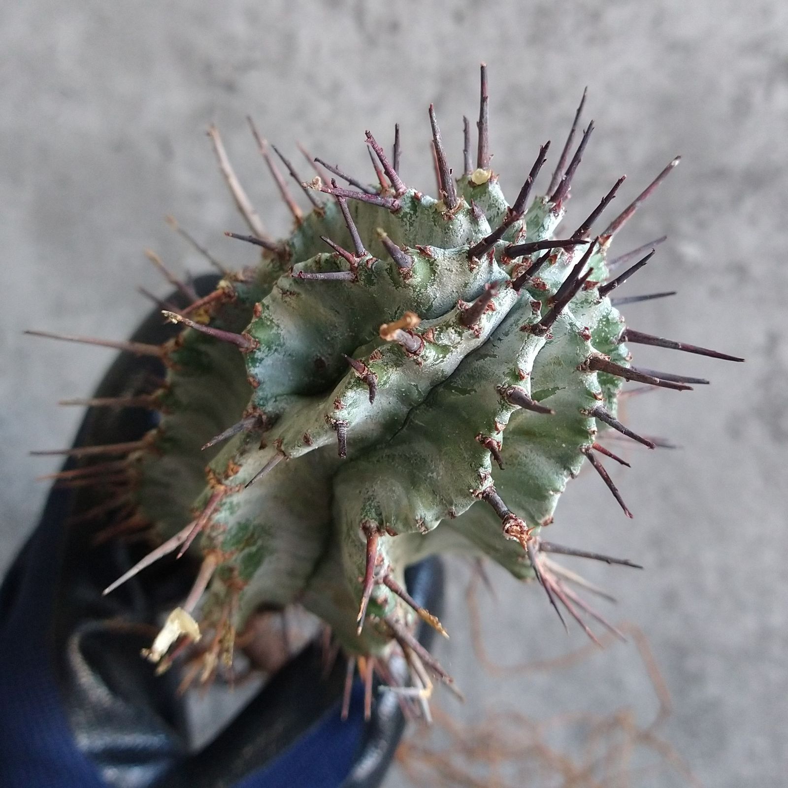 B5707】超純白特大！！極上SS級！！【特白衣ホリダ