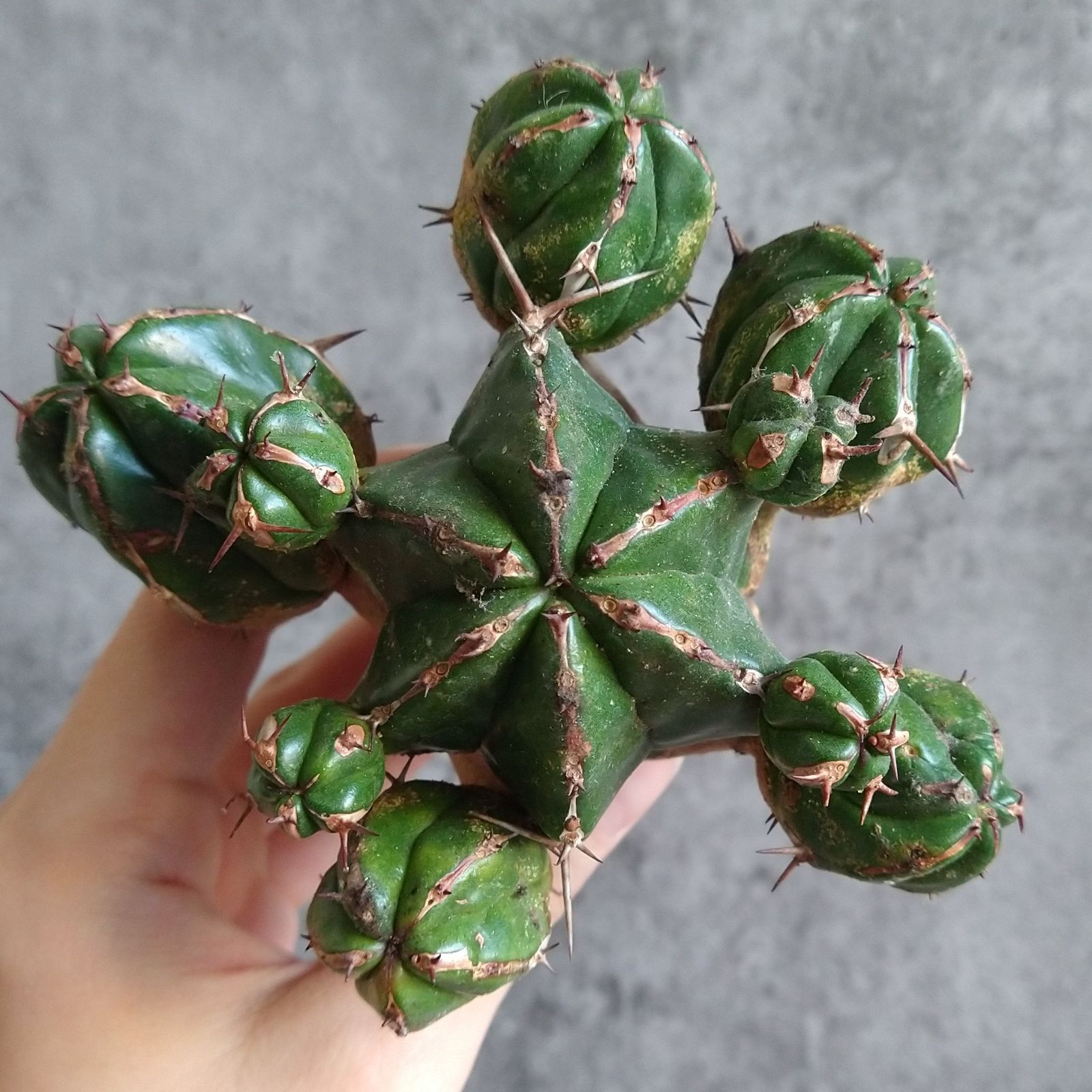 r*e様 B14255★オークション★ユーフォルビア ハンディエンシス 極上ヴィ r*e様 B14255☆オークション☆ユーフォルビア ハンディエンシス 極上