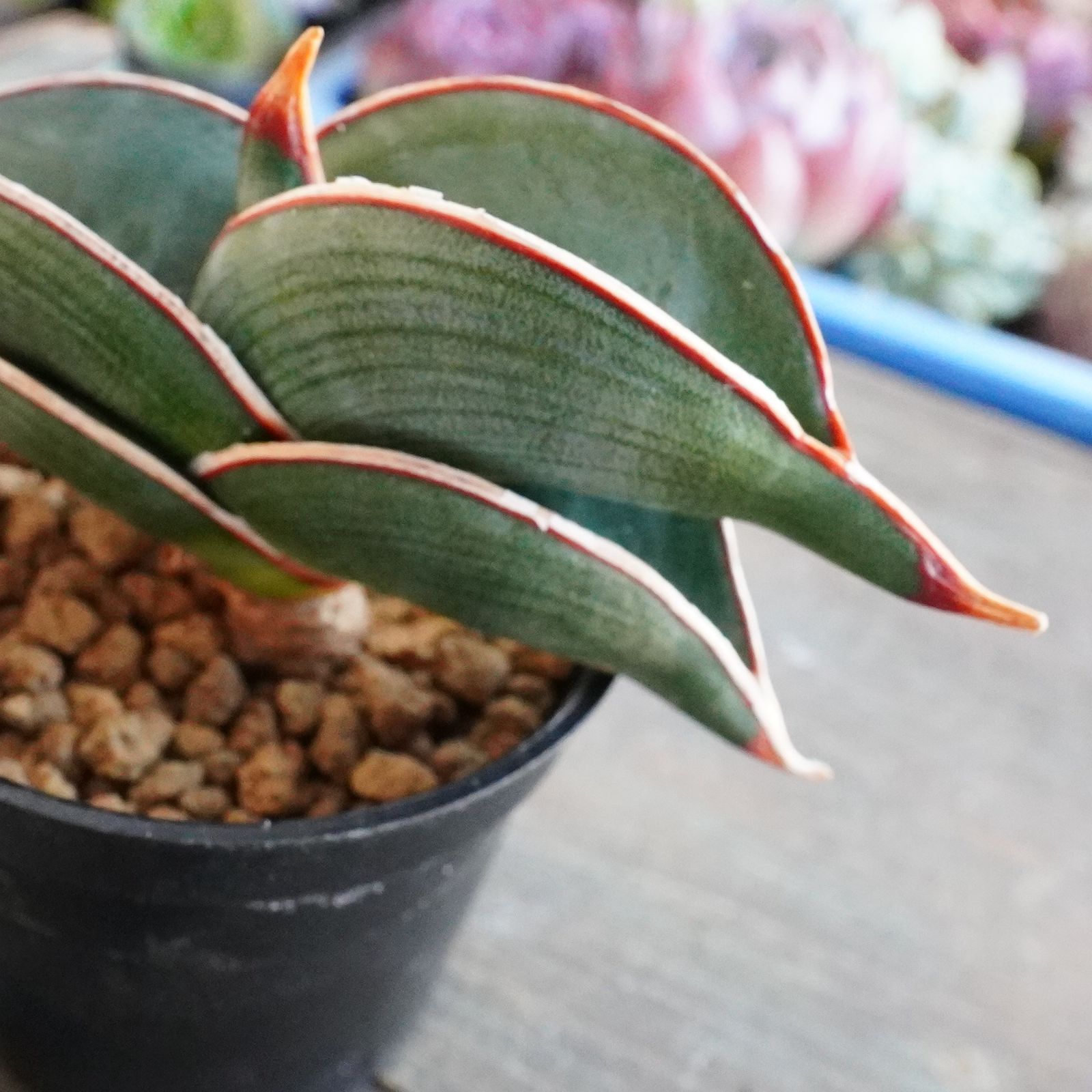 お正月SALE！ ※再入荷※【ロリダ】サンスベリア 希少 sanseveria rorida