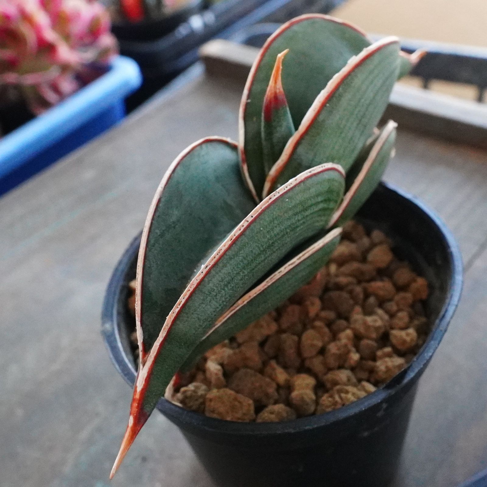 お正月SALE！ ※再入荷※【ロリダ】サンスベリア 希少 sanseveria rorida