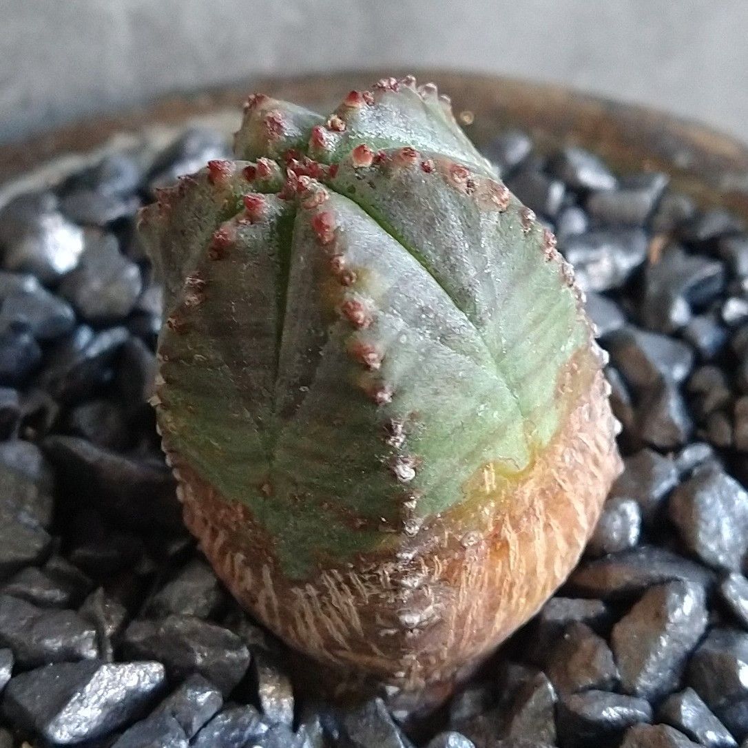 H*T様 B16123★オークション販売★ユーフォルビア 極上木化 ダブルヘッド B16478極上S級！！数量限定販売！！ ユーフォルビア ヴィンテージ