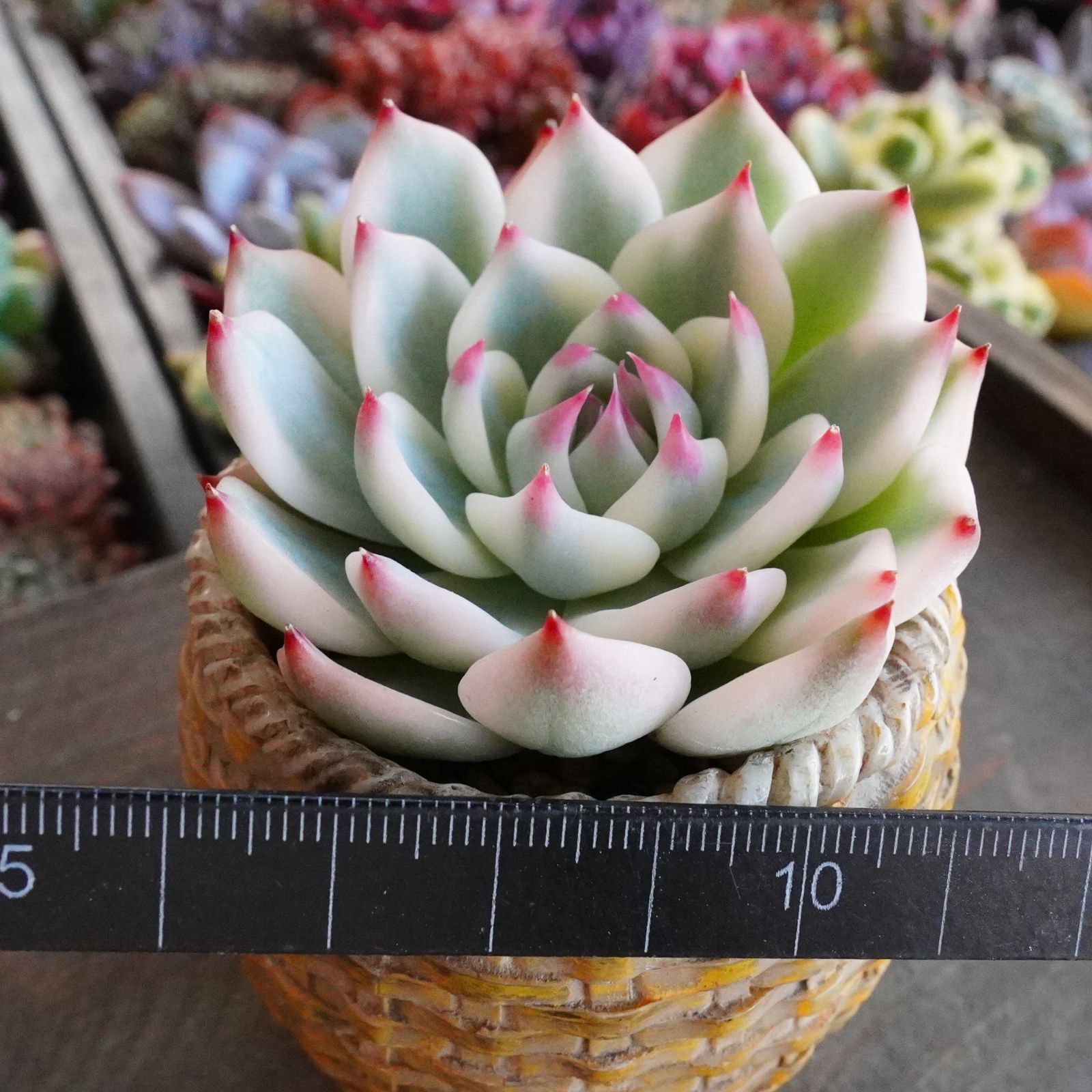 お正月SALE！ ※極美※【チワワエンシス錦 3】覆輪斑 韓国多肉 斑入り