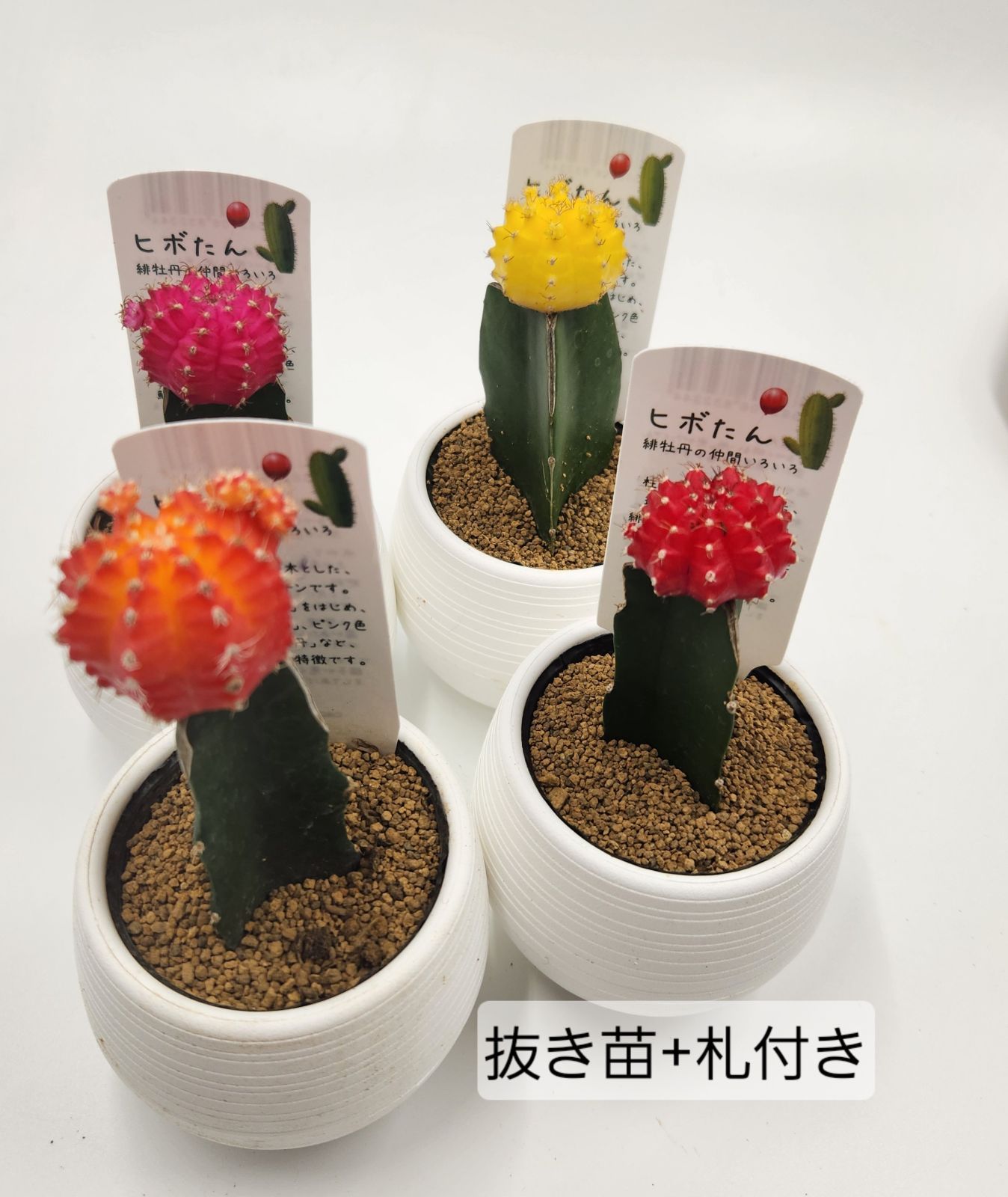 亀甲牡丹 実生 鉢植えメルカリ便送料込み ☆4点セット☆緋牡丹 サボテン 抜き苗発送 - メルカリ