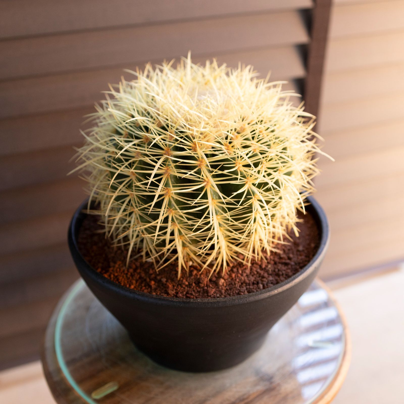 発根済】24cm 金鯱 サボテン 8号 ドライガーデン 金シャチ キンシャチ