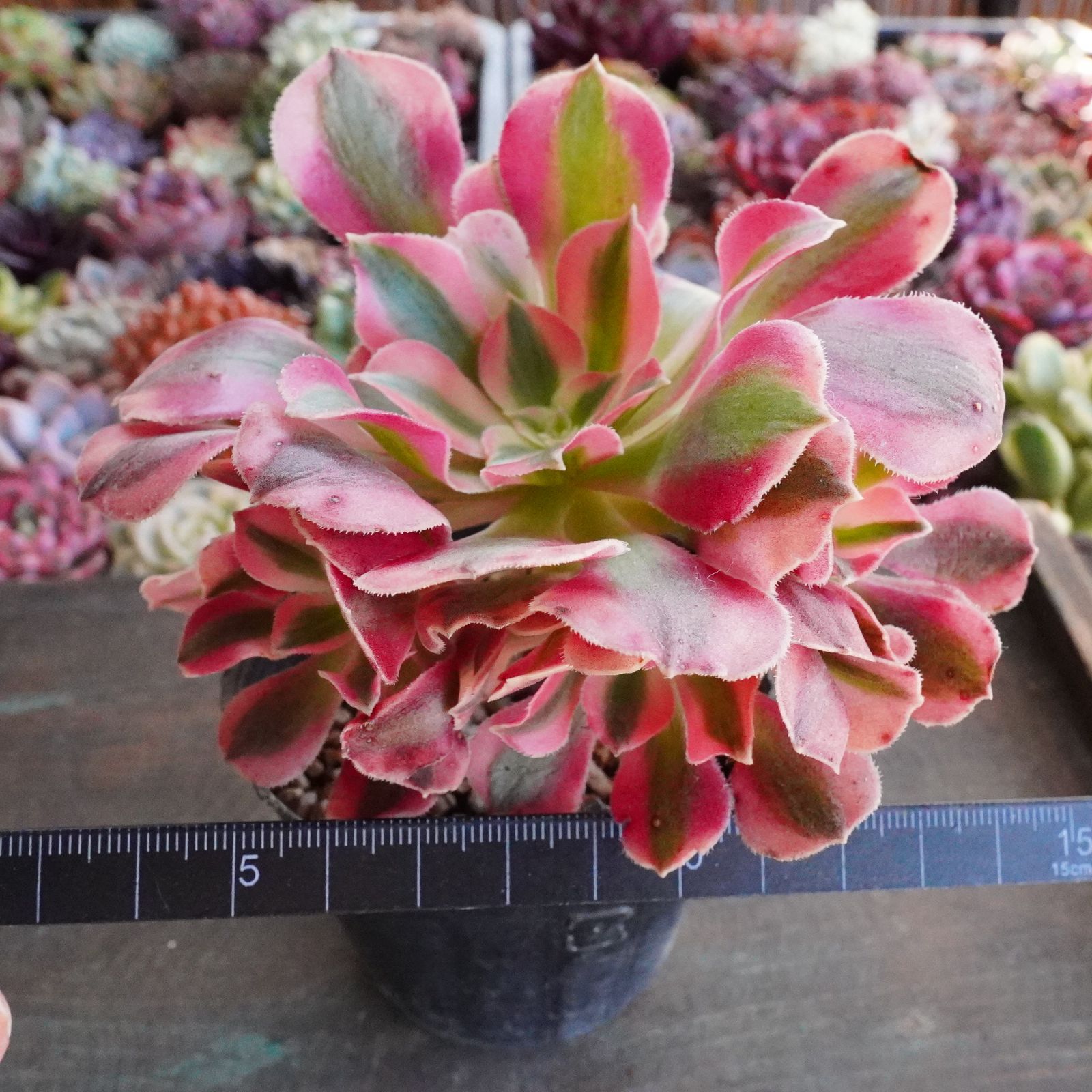 アエオニウム 赤袖先③⭐️お買い得 楽天市場】農園直売 多肉植物 寄せ植え アエオニウム属 仙墨（単）新