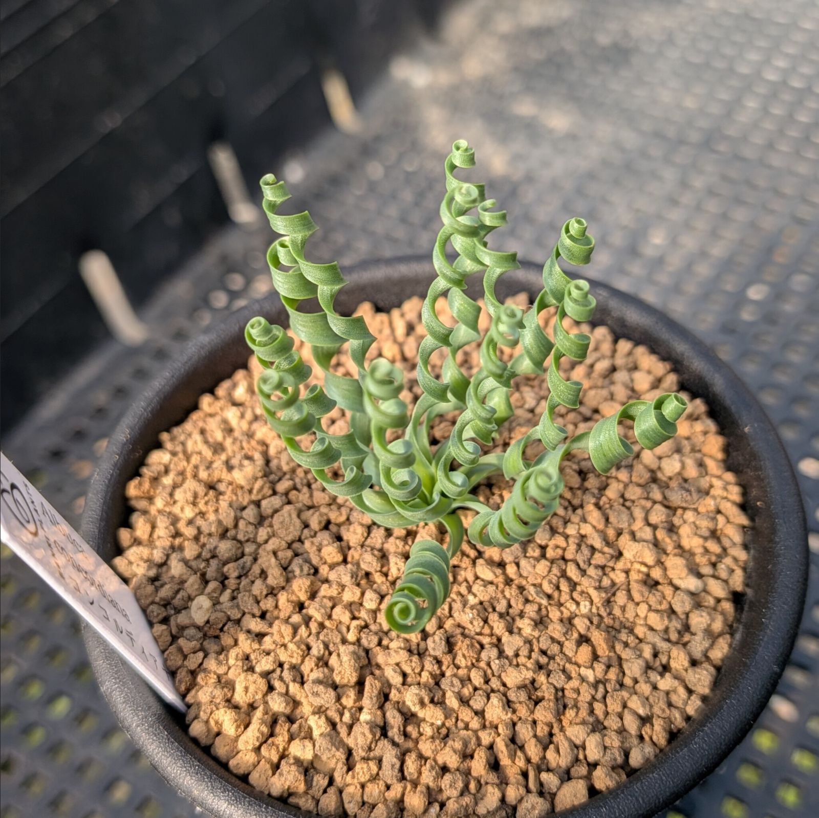 アルブカ コンコルディアナ ※メルカリ便(鉢植え) - メルカリ