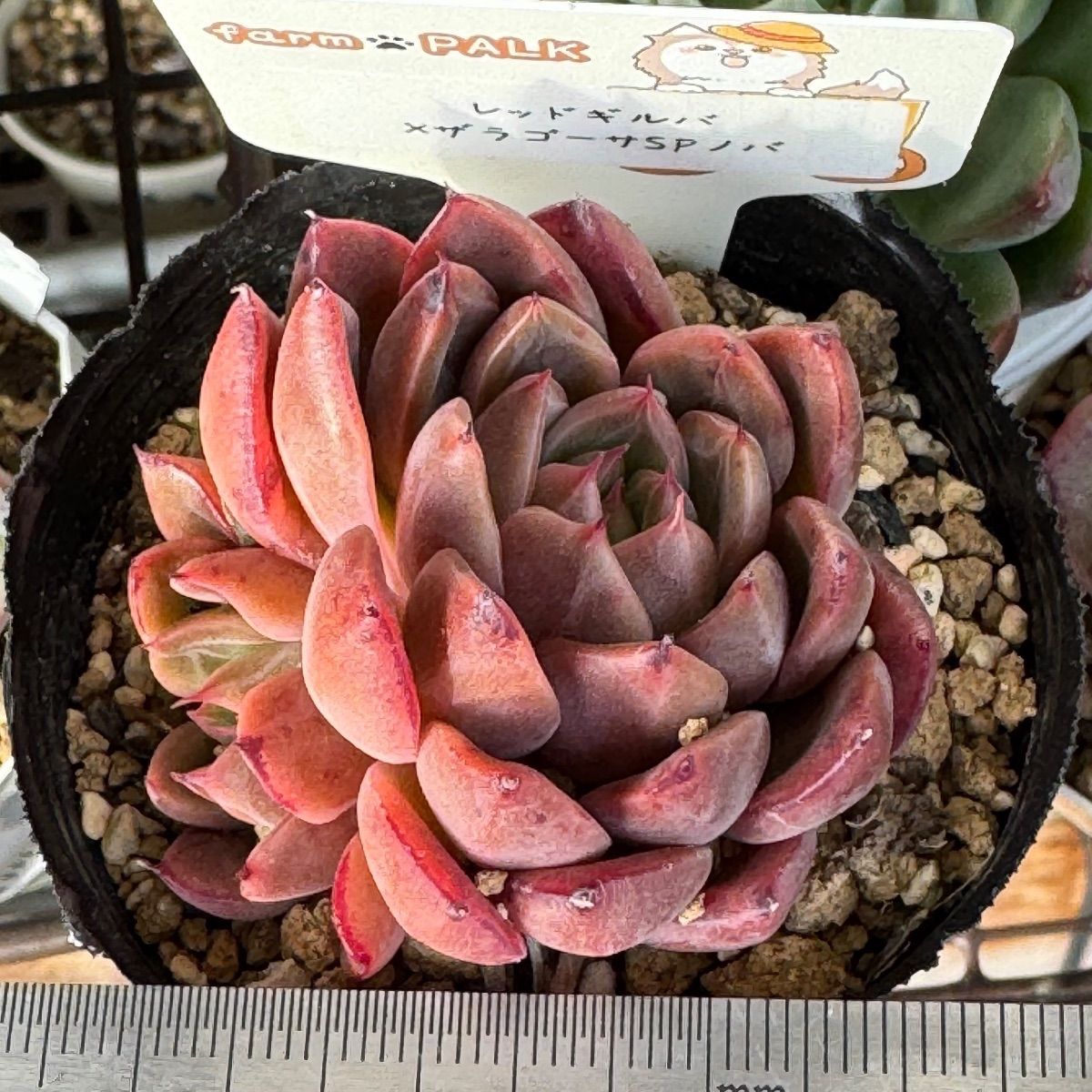 fram PALKさん苗❣️レッドギルバ×ザラゴーサSPノバ❣️札付き❗️多肉
