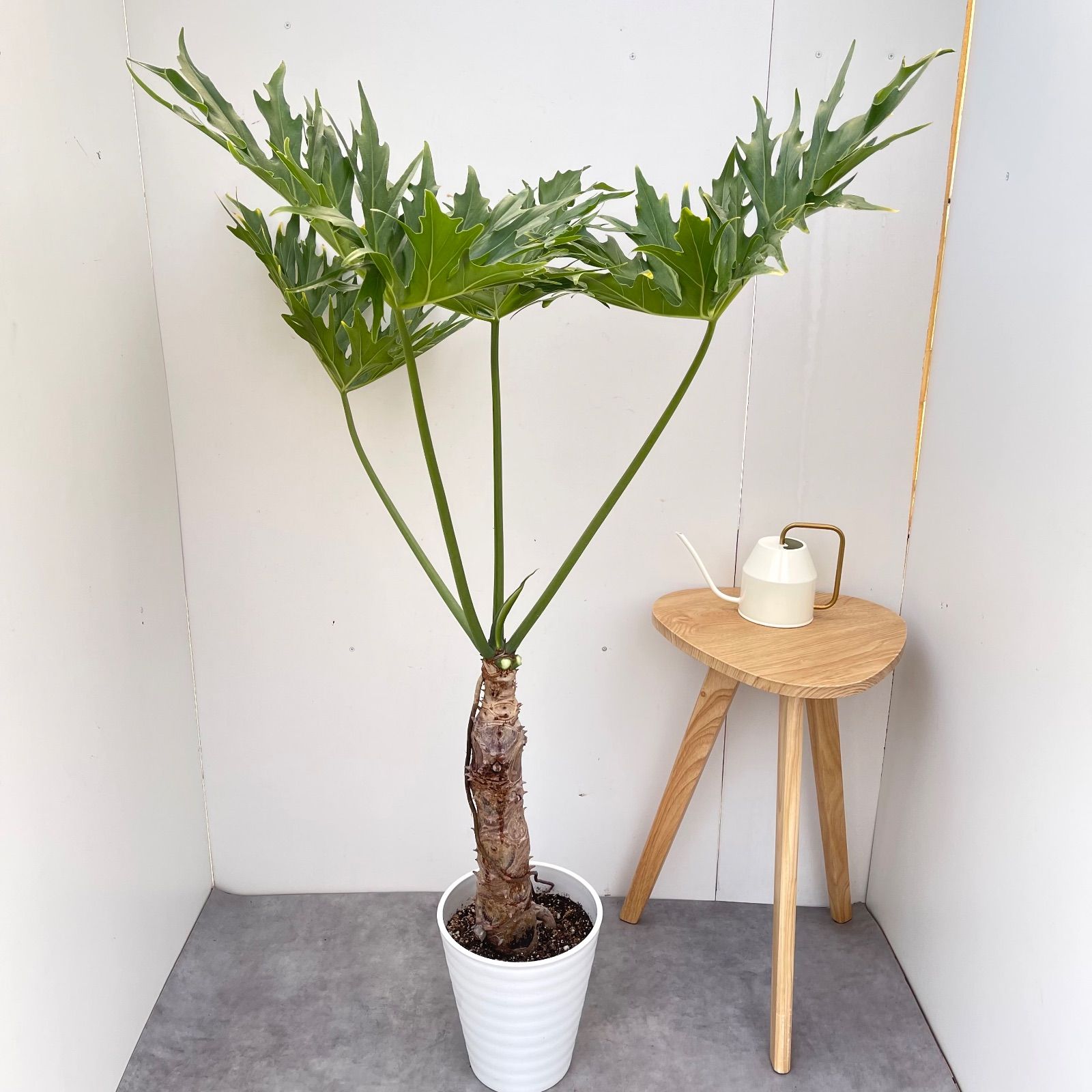 フィロデンドロン セローム 幹上がり 3【現品】観葉植物 室内 大型