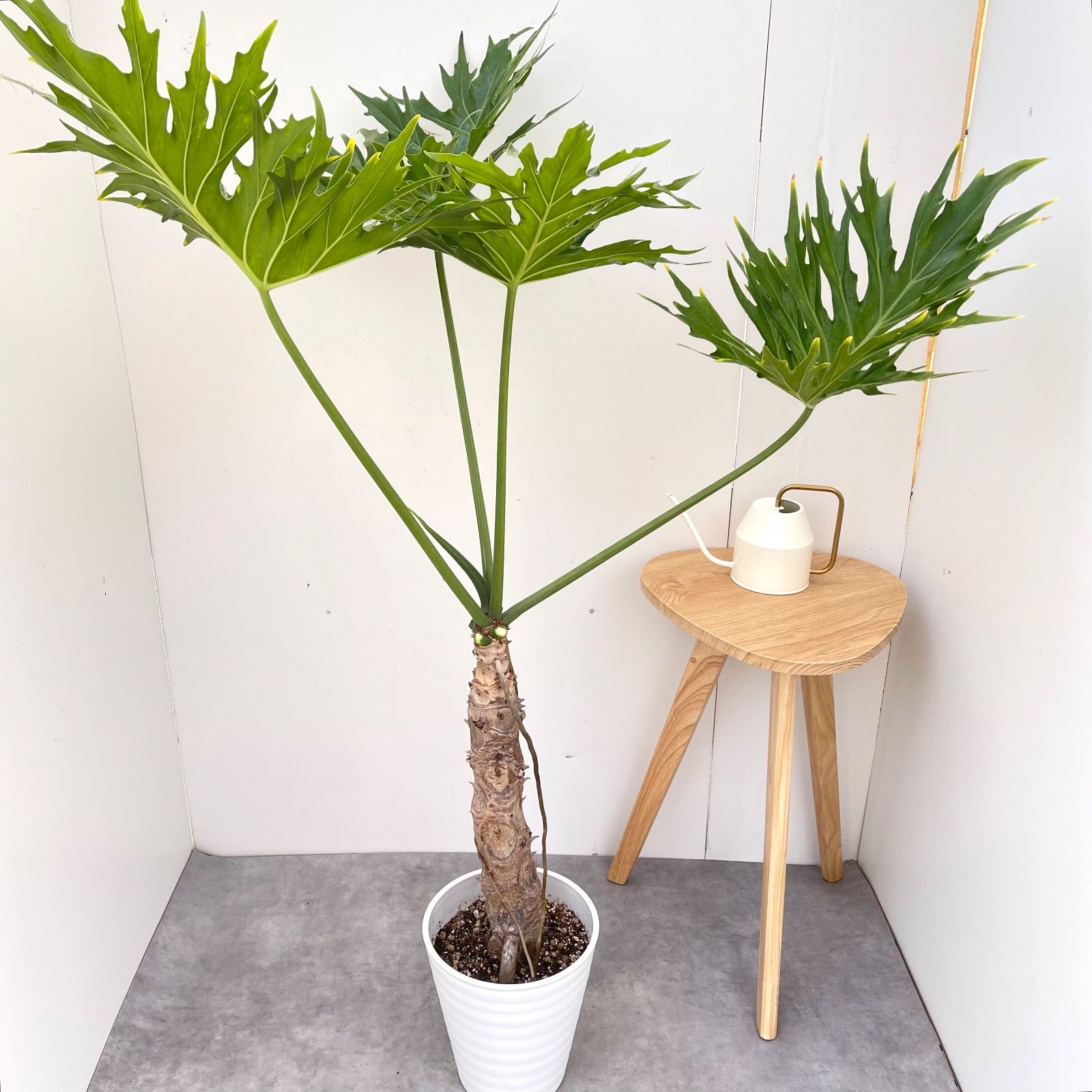 フィロデンドロン セローム 幹上がり 3【現品】観葉植物 室内 大型