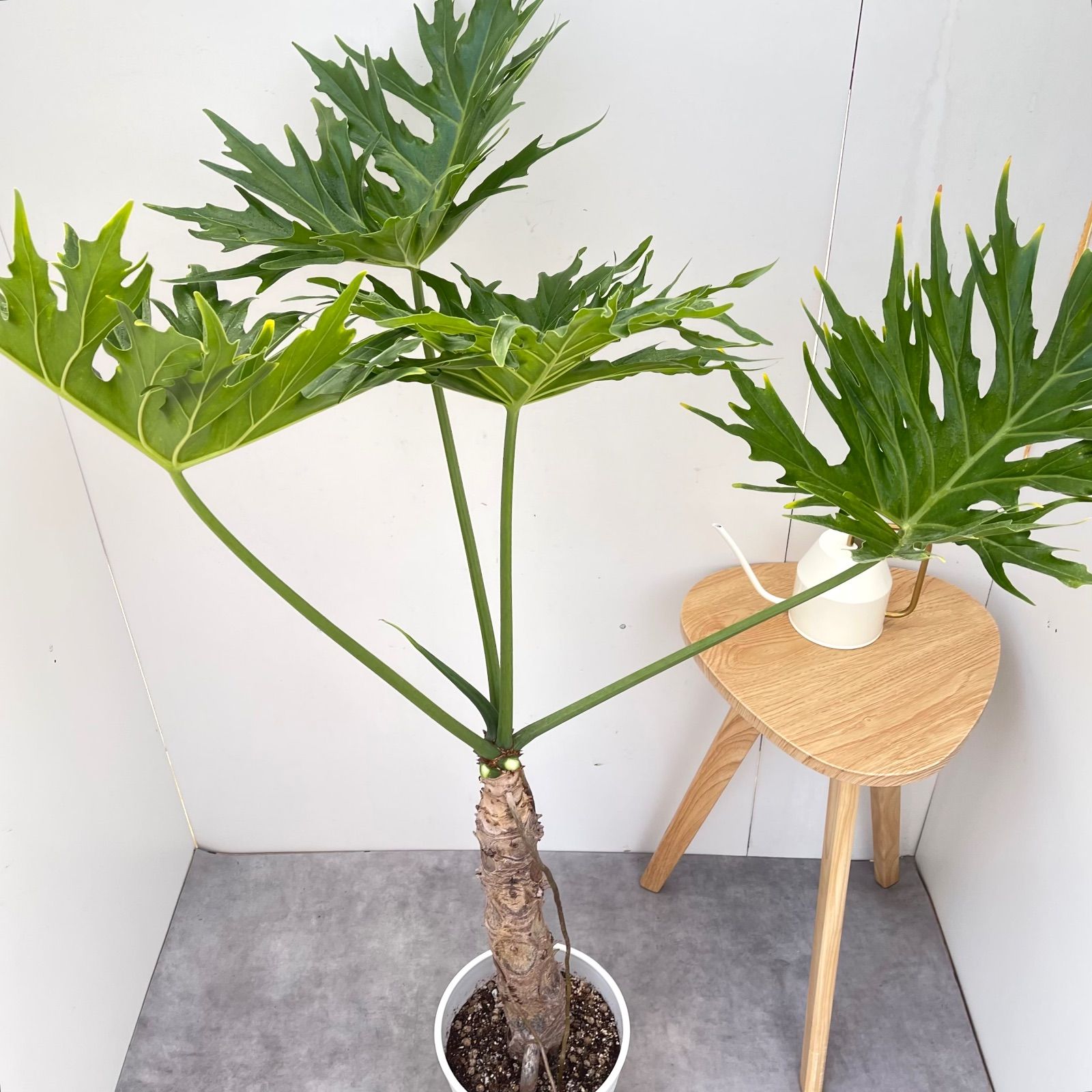 ［現品］24番　フィロデンドロンセローム　ホープ　幹上　観葉植物　室内　大型 現品］24番 フィロデンドロンセローム ホープ 幹上 観葉植物 室内 大型