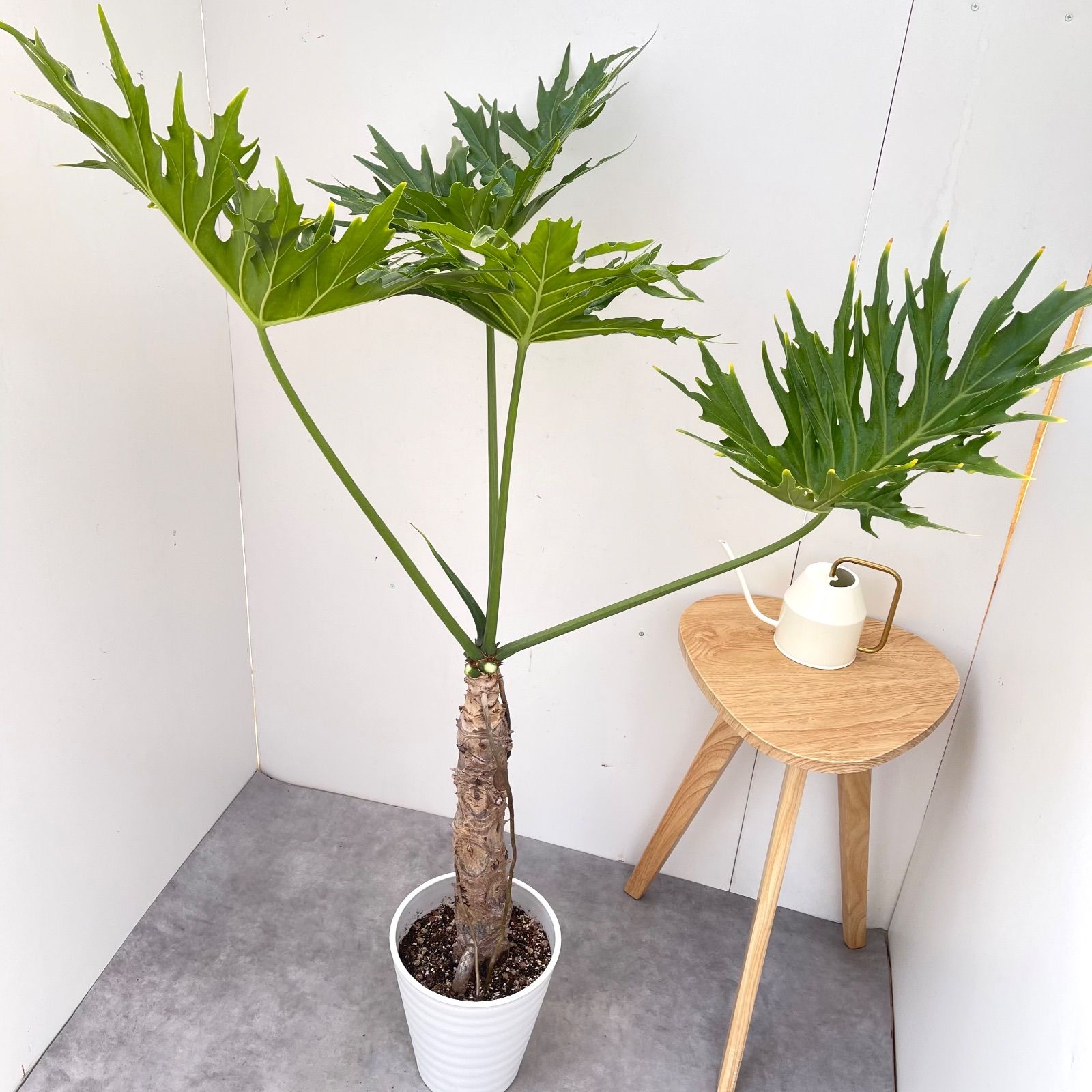 フィロデンドロン セローム 幹上がり 3【現品】観葉植物 室内 大型