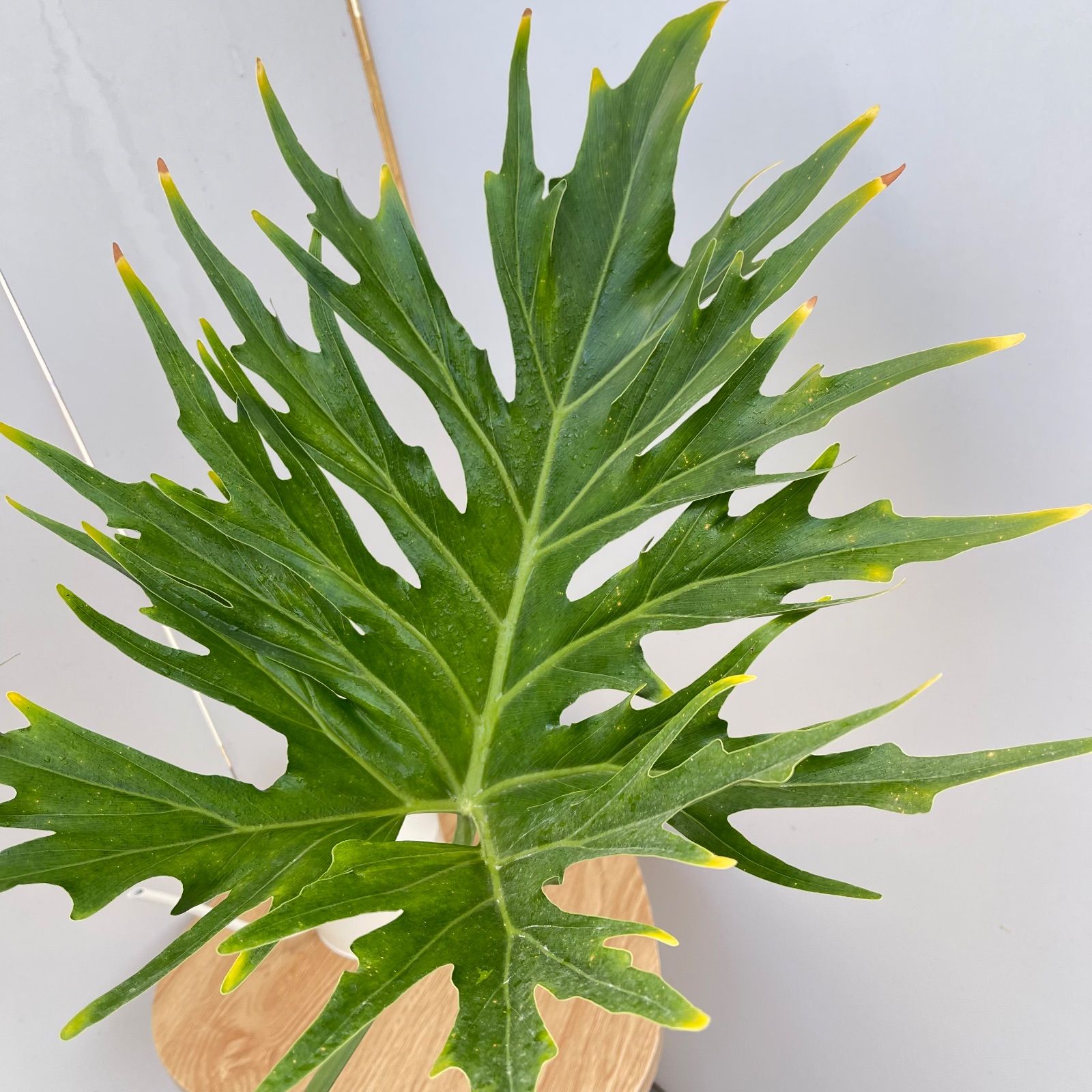 フィロデンドロン セローム 幹上がり 3【現品】観葉植物 室内 大型