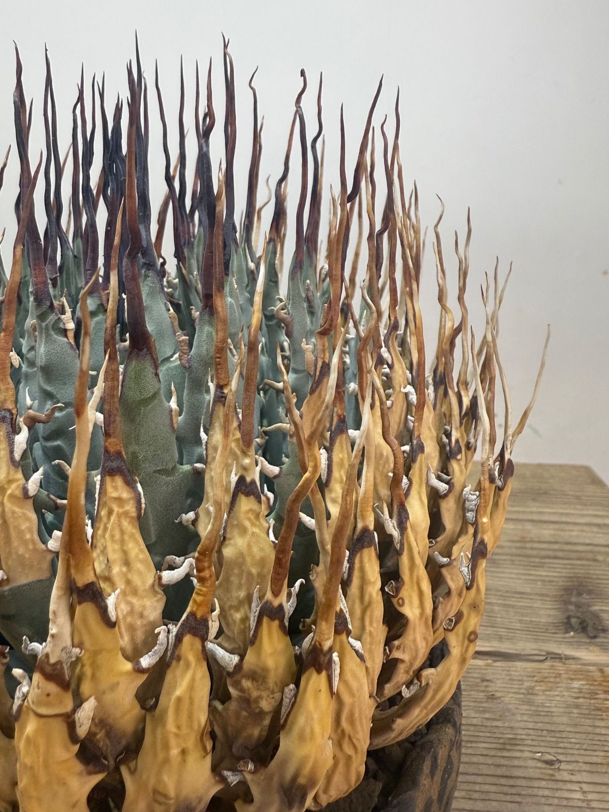 コレクション株】御神木級のエボリスピナ【陽炎】【巨大】【発根済