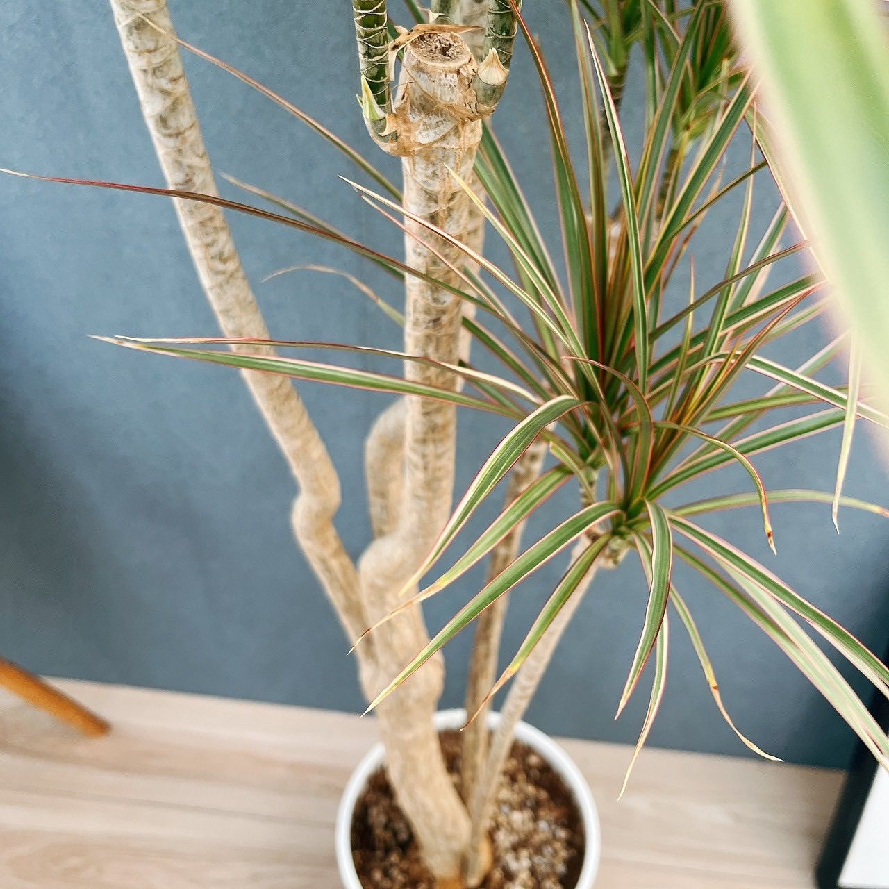 現品］82番 ドラセナ コンシンネ トリカラー 観葉植物 室内 大型 8号