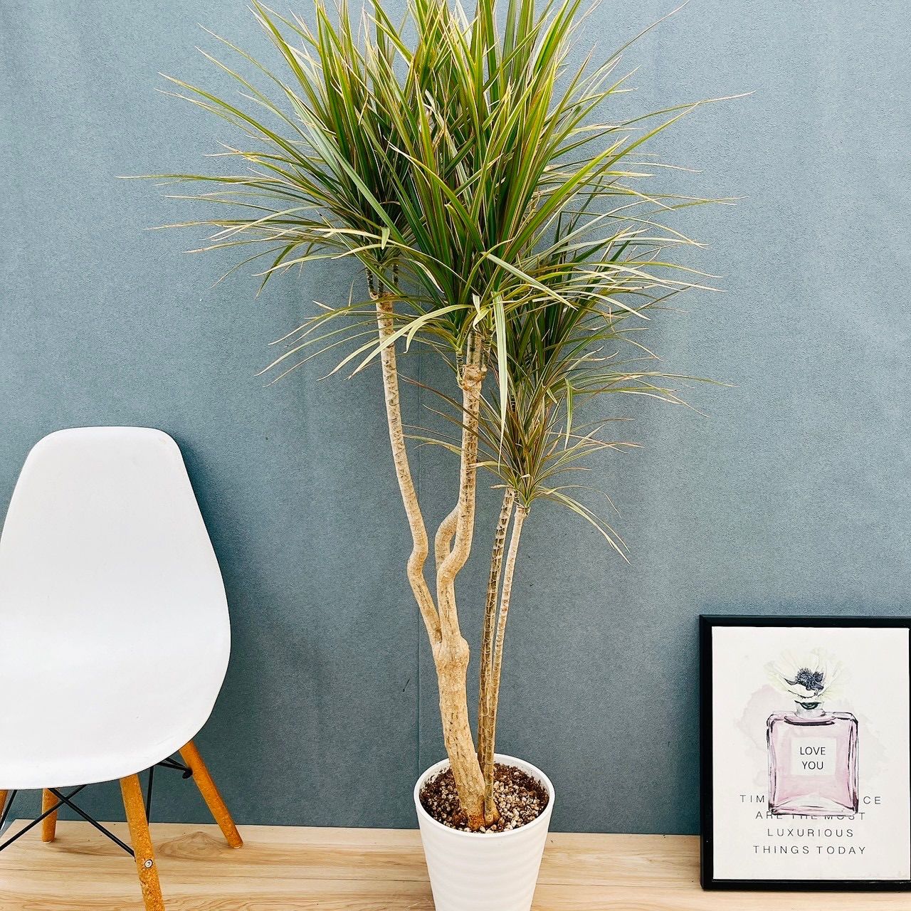 現品 ドラセナ コンシンネ トリカラー 27番 観葉植物 特大 インテリア