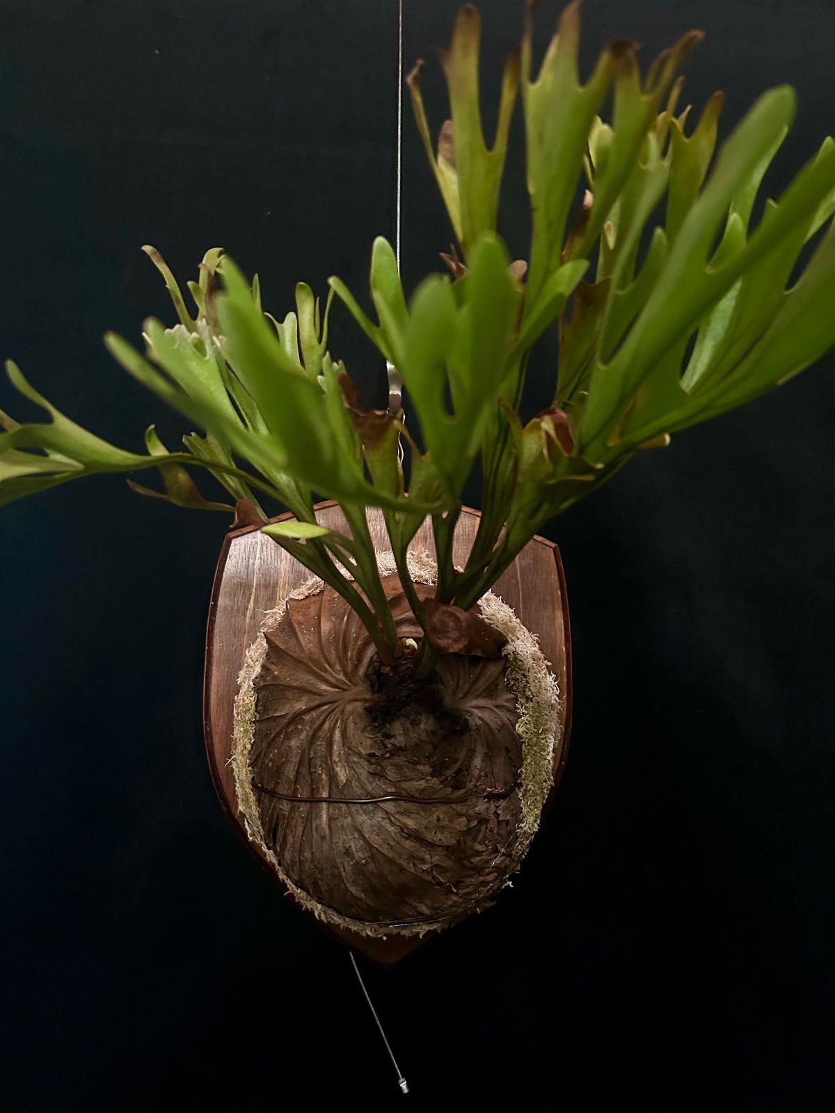 Platycerium ridleyi Wild / ビカクシダ リドレイ ワイルド 【公式通販】