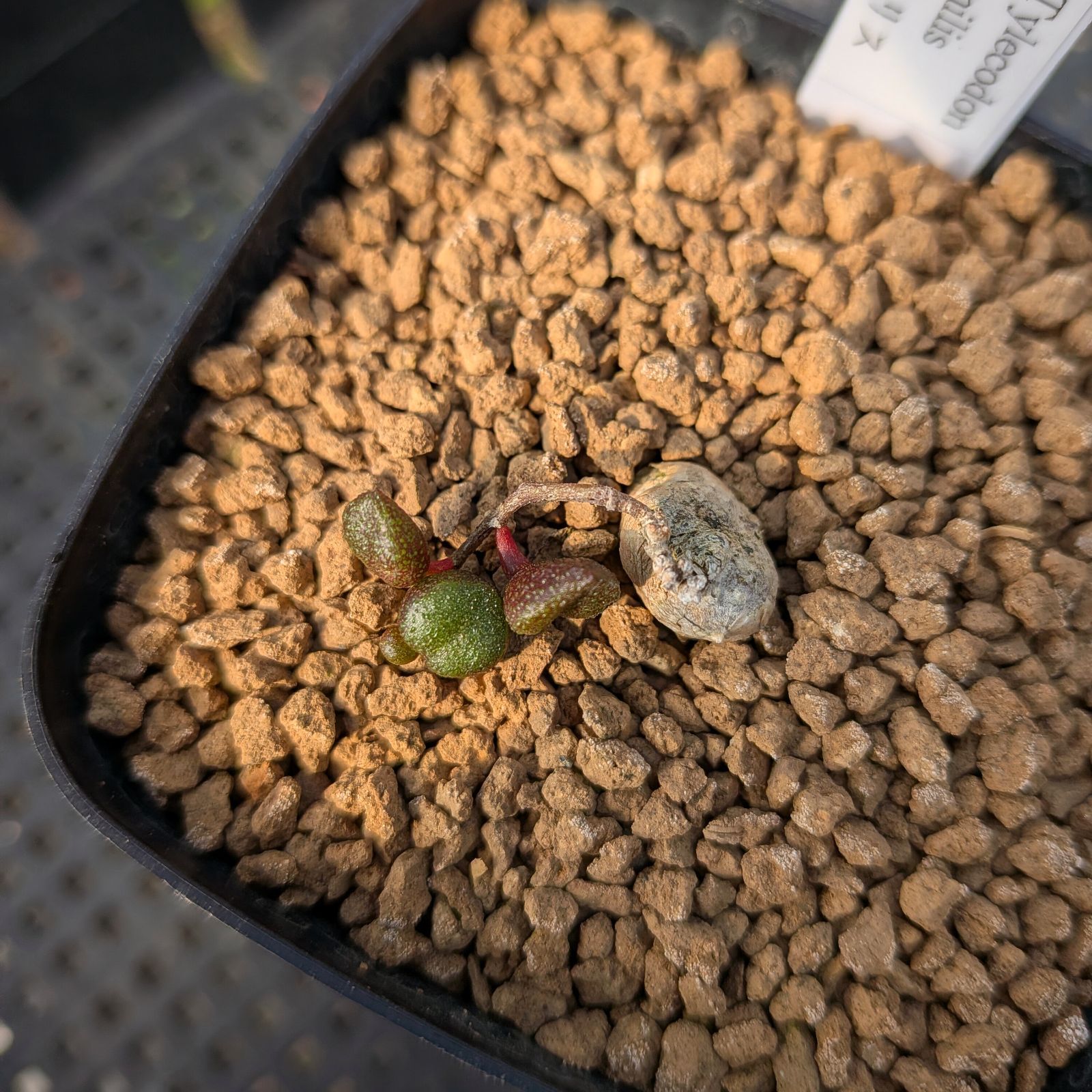 チレコドン　ワリチー　No.002　鉢、送料込　メルカリ便 セール】チレコドン ワリチー No.002 鉢、送料込 メルカリ便 - メルカリ