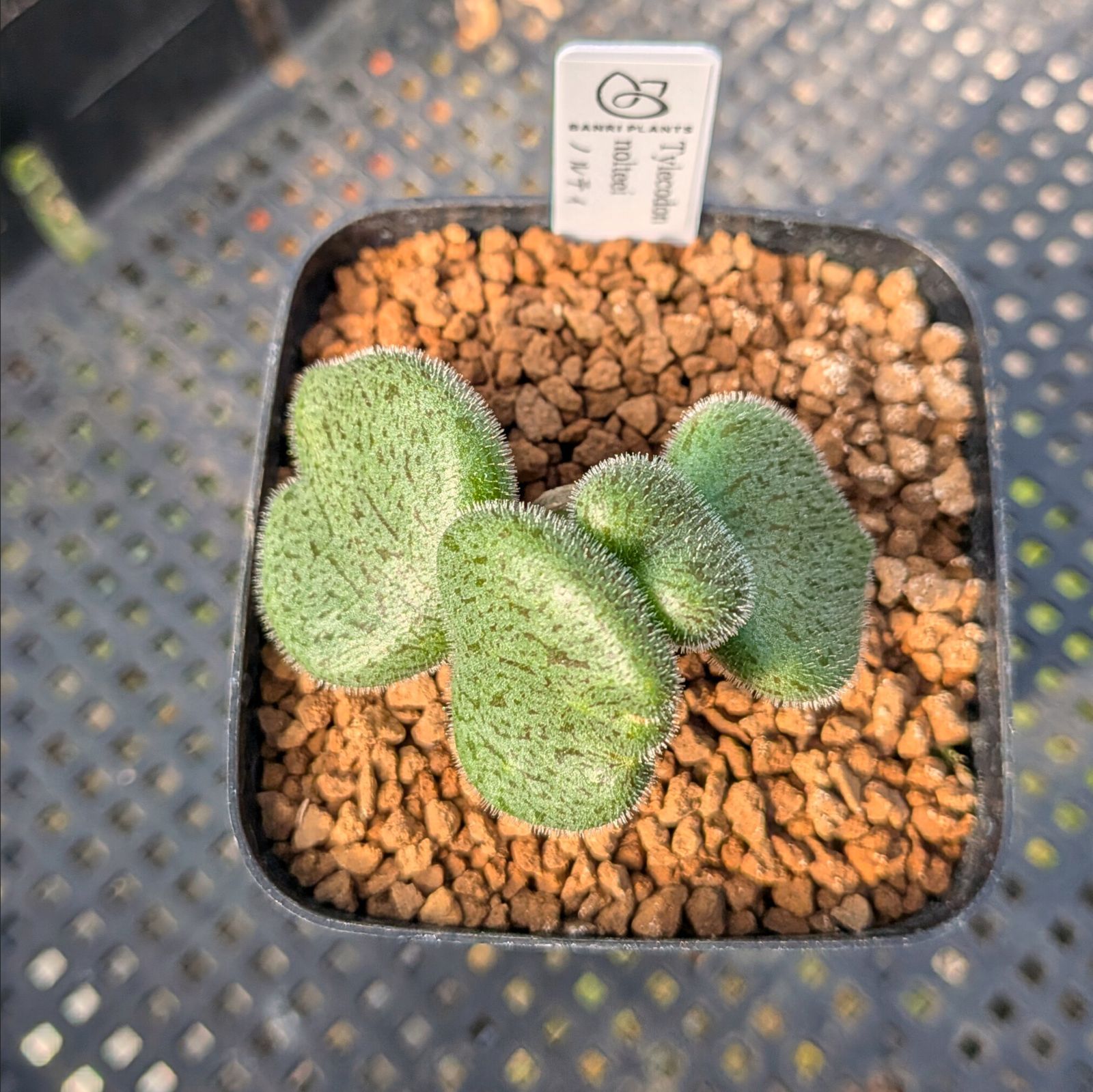 チレコドン ノルティ ※メルカリ便(鉢植え) - メルカリ