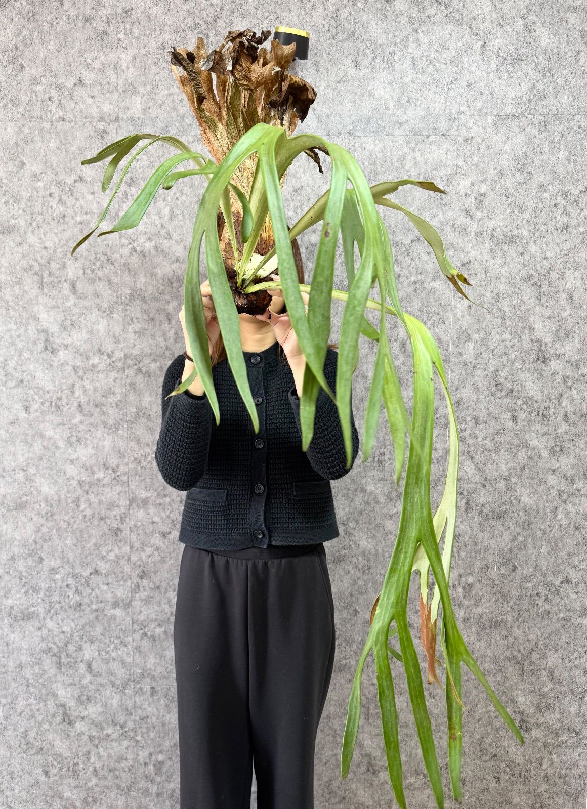 細葉＊ ▽P.willinckii Wild East Java▽ B89 ウィリンキー ワイルド