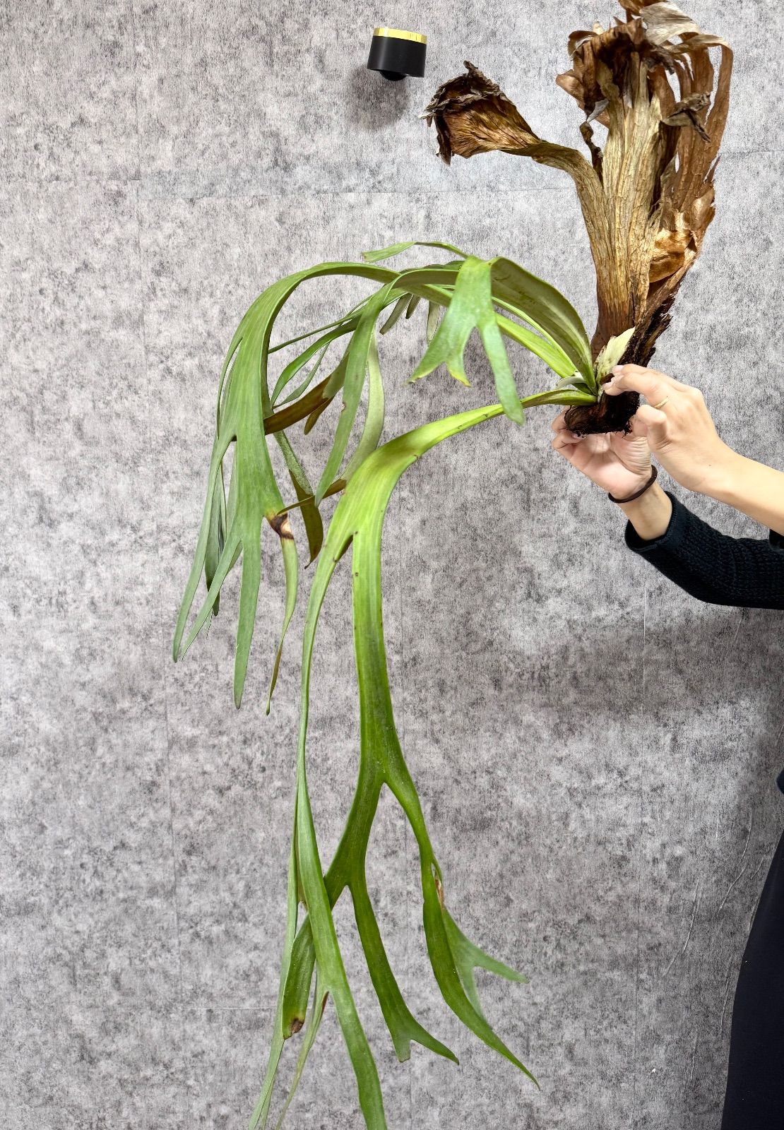 細葉＊ ▽P.willinckii Wild East Java▽ B89 ウィリンキー ワイルド