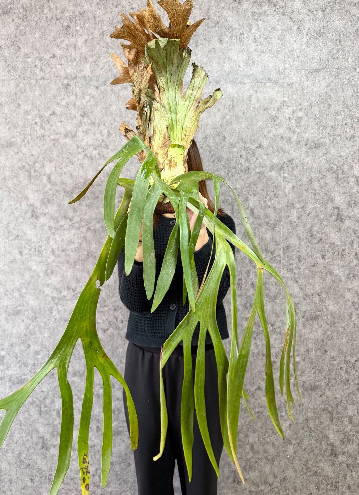 特大＊ ▽P.willinckii Wild East Java▽ A8 ウィリンキー ワイルド