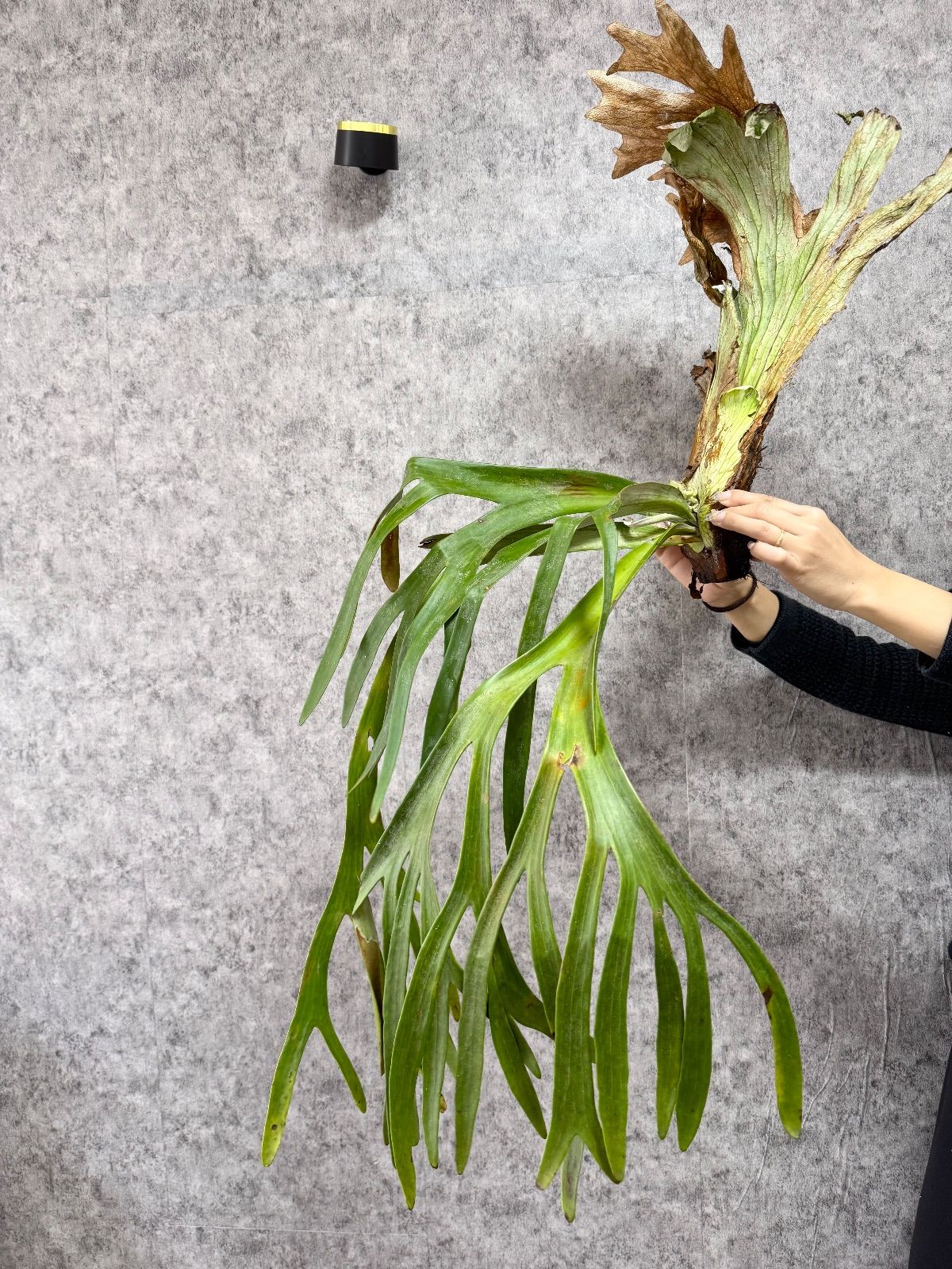 特大＊ ▽P.willinckii Wild East Java▽ A8 ウィリンキー ワイルド