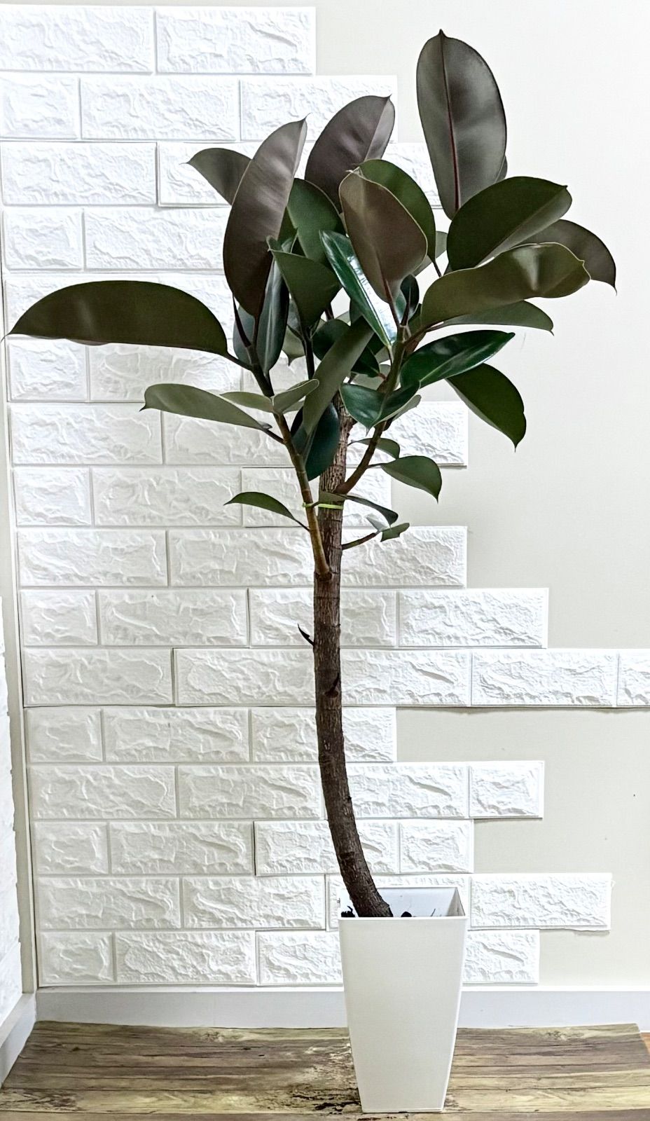 黒艶❗️フィカスバーガンディ⭐️2本立ち　観葉植物 黒艶⭐️フィカスバーガンディ⭐️朴仕立て⭐️観葉植物 - メルカリ