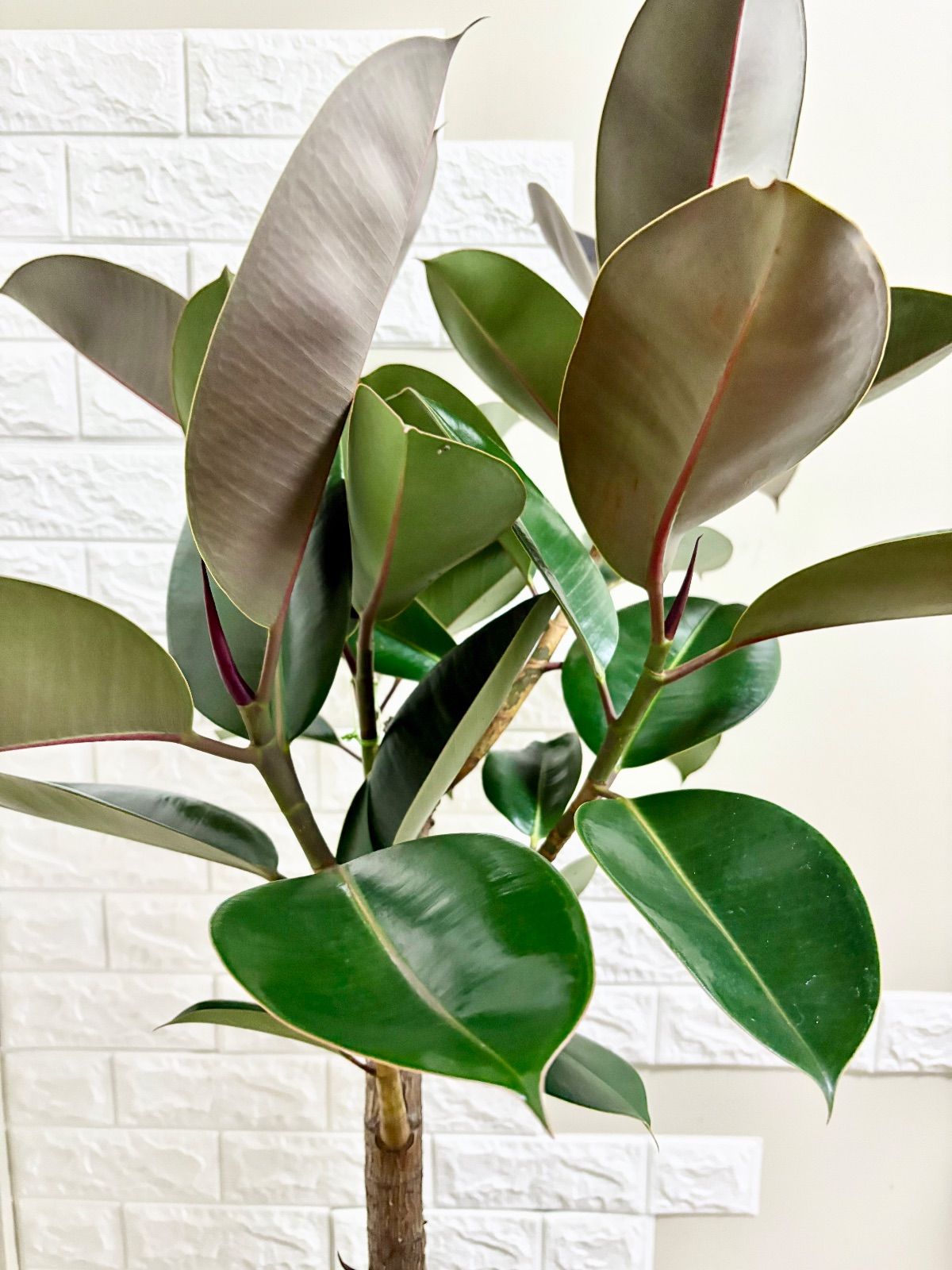 黒艶⭐️フィカスバーガンディ⭐️朴仕立て⭐️観葉植物 - メルカリ