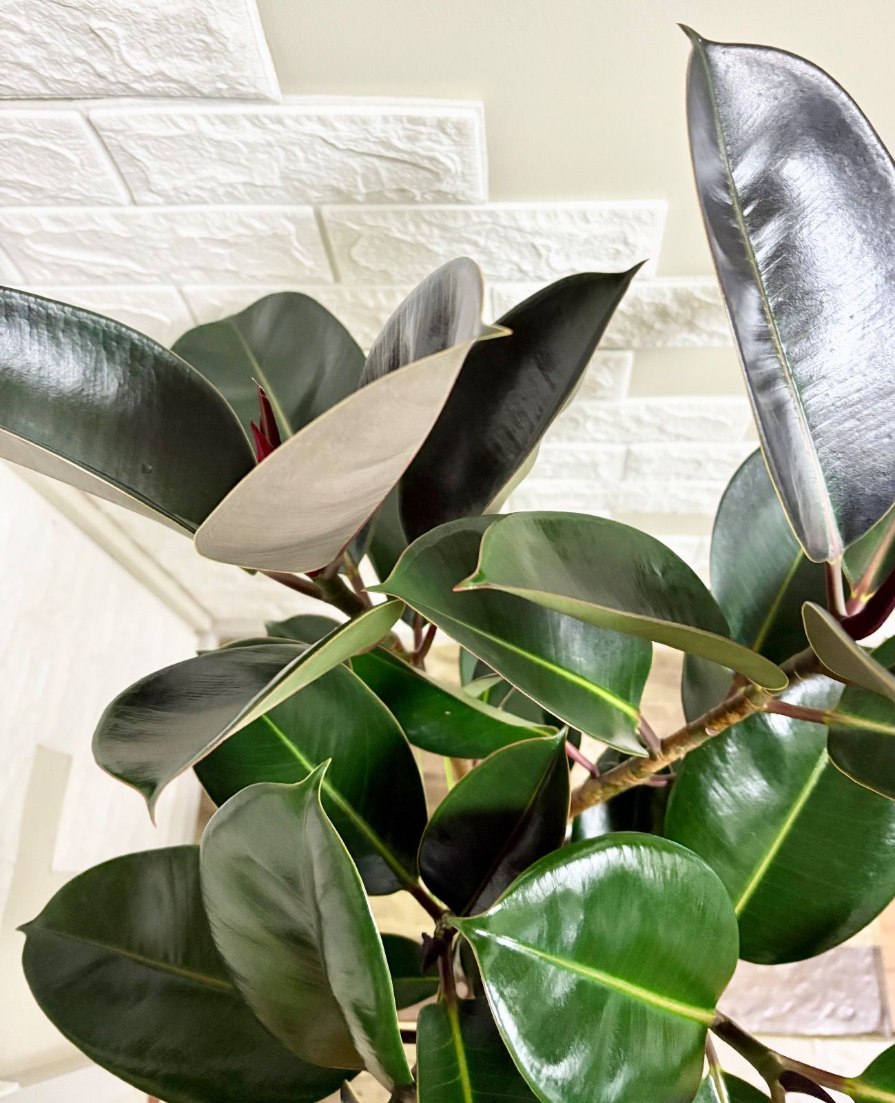 黒艶❗️フィカスバーガンディ⭐️朴タイプ⭐️3本立ち　観葉植物 黒艶❗️フィカスバーガンディ⭐️朴タイプ⭐️3本立ち 観葉植物