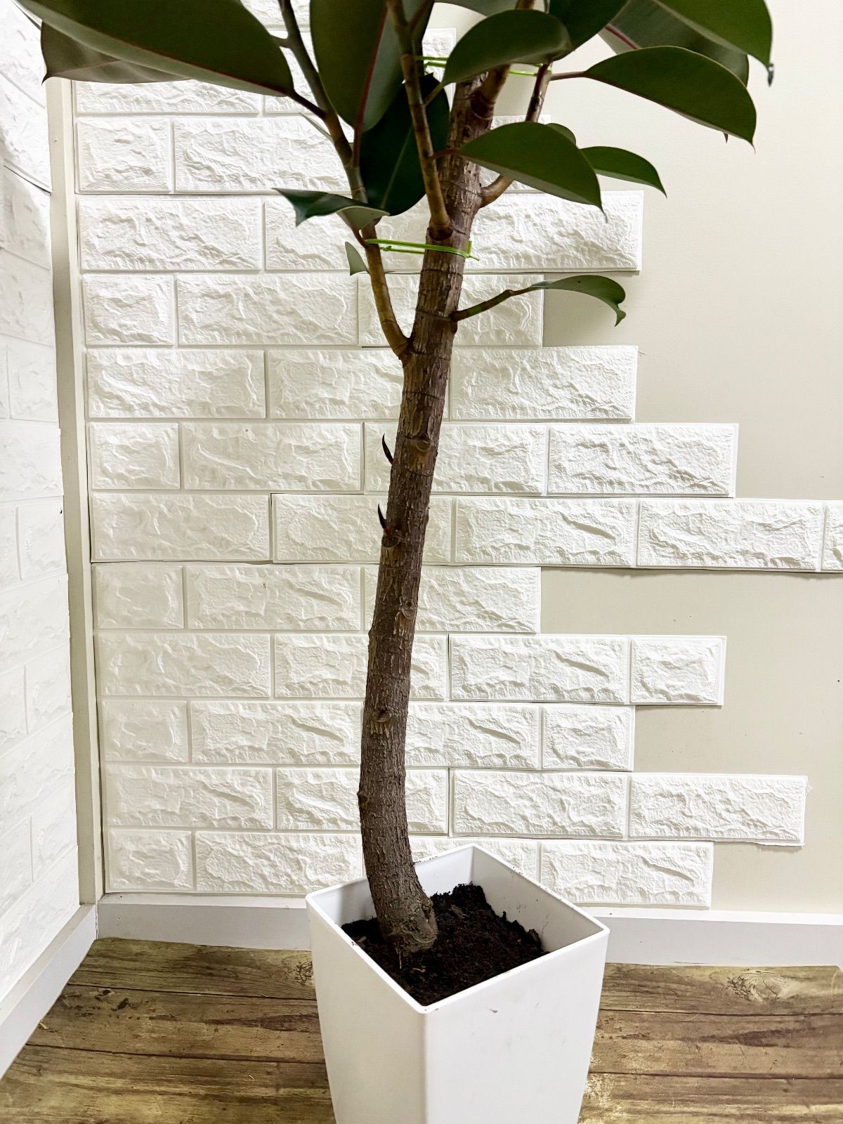 黒艶⭐️フィカスバーガンディ⭐️朴仕立て⭐️観葉植物 トップ 黒艶