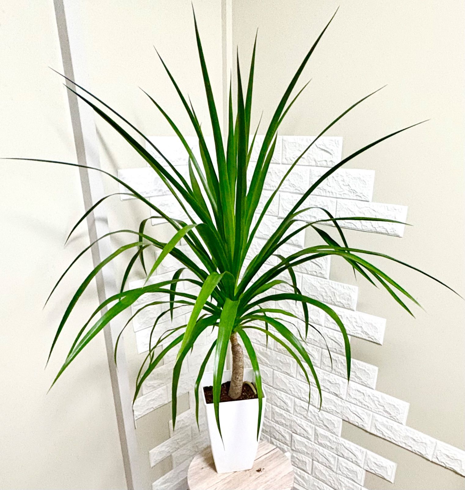 ドラセナカンボジアーナ 観葉植物