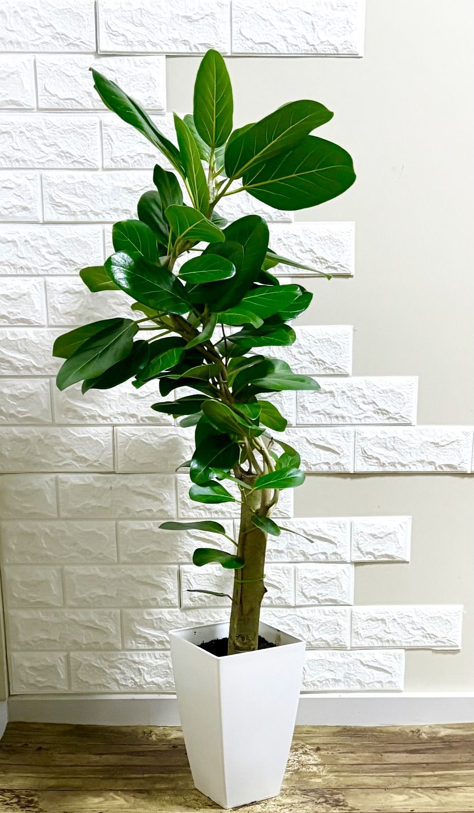 フィカスベンガレンシス♪ 152cm♪ 太幹曲がり♪ フィカスベンガレンシス♪ 152cm♪ 太幹曲がり♪