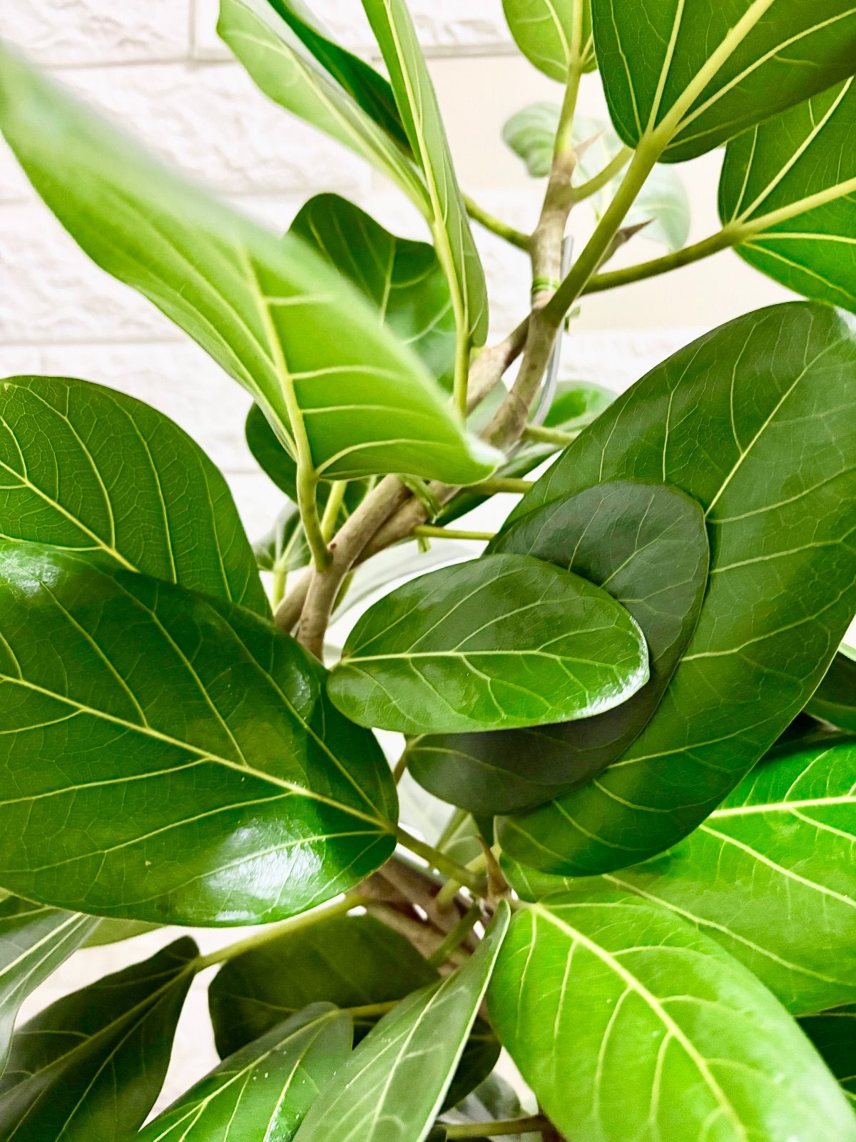 フィカスベンガレンシス♪ 152cm♪ 太幹曲がり♪ フィカスベンガレンシス♪ 152cm♪ 太幹曲がり♪