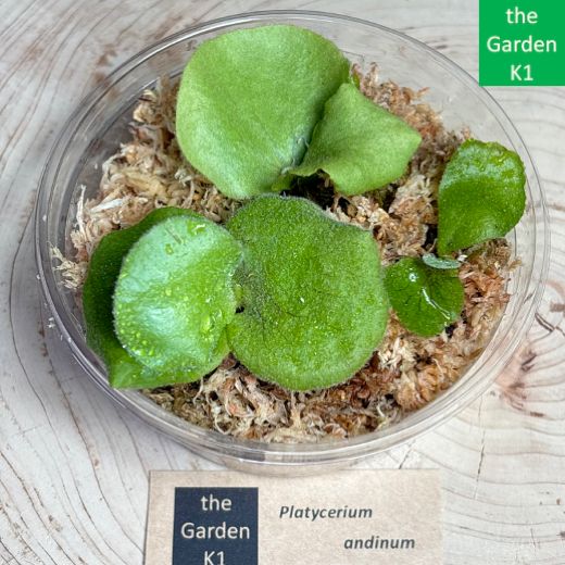 アンディナム　親株　バンダカ購入株　Platycerium andinum アンディナム 親株 バンダカ購入株 Platycerium andinum アンディナム