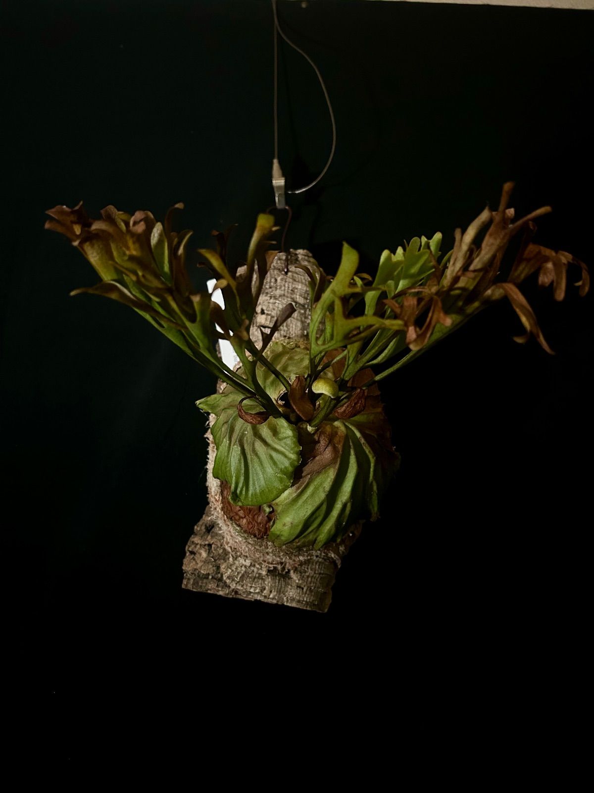 Platycerium ridleyi Wild / ビカクシダ リドレイ ワイルド - メルカリ