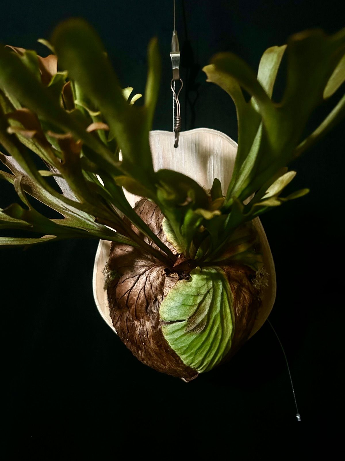 ビカクシダ　リドレイ　ワイルド　Platycerium ridleyi① Platycerium ridleyi monkey king 存在感がありまくり #ビカクシダ