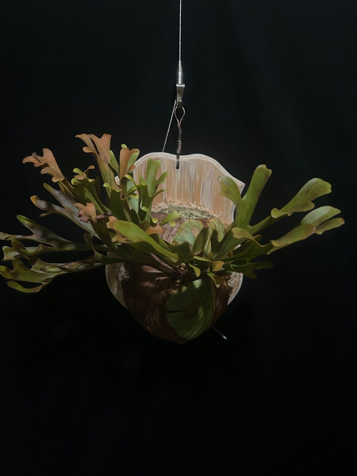 た*や様 【大株】ビカクシダ リドレイ ワイルド P. ridleyi wild た*や様 【大株】ビカクシダ リドレイ ワイルド P. ridleyi wild た*や