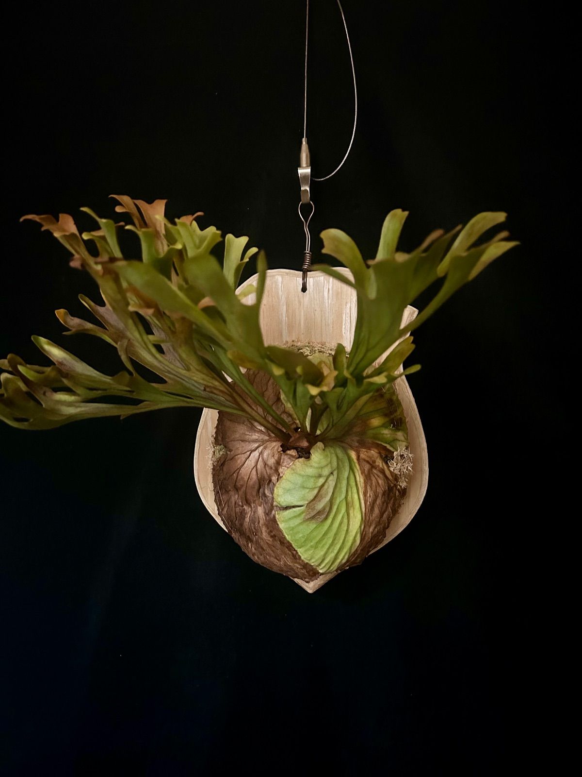 ビカクシダ　リドレイ　ワイルド　Platycerium ridleyi⑪ ビカクシダ リドレイ ワイドフォーム Platycerium ridleyi wide for