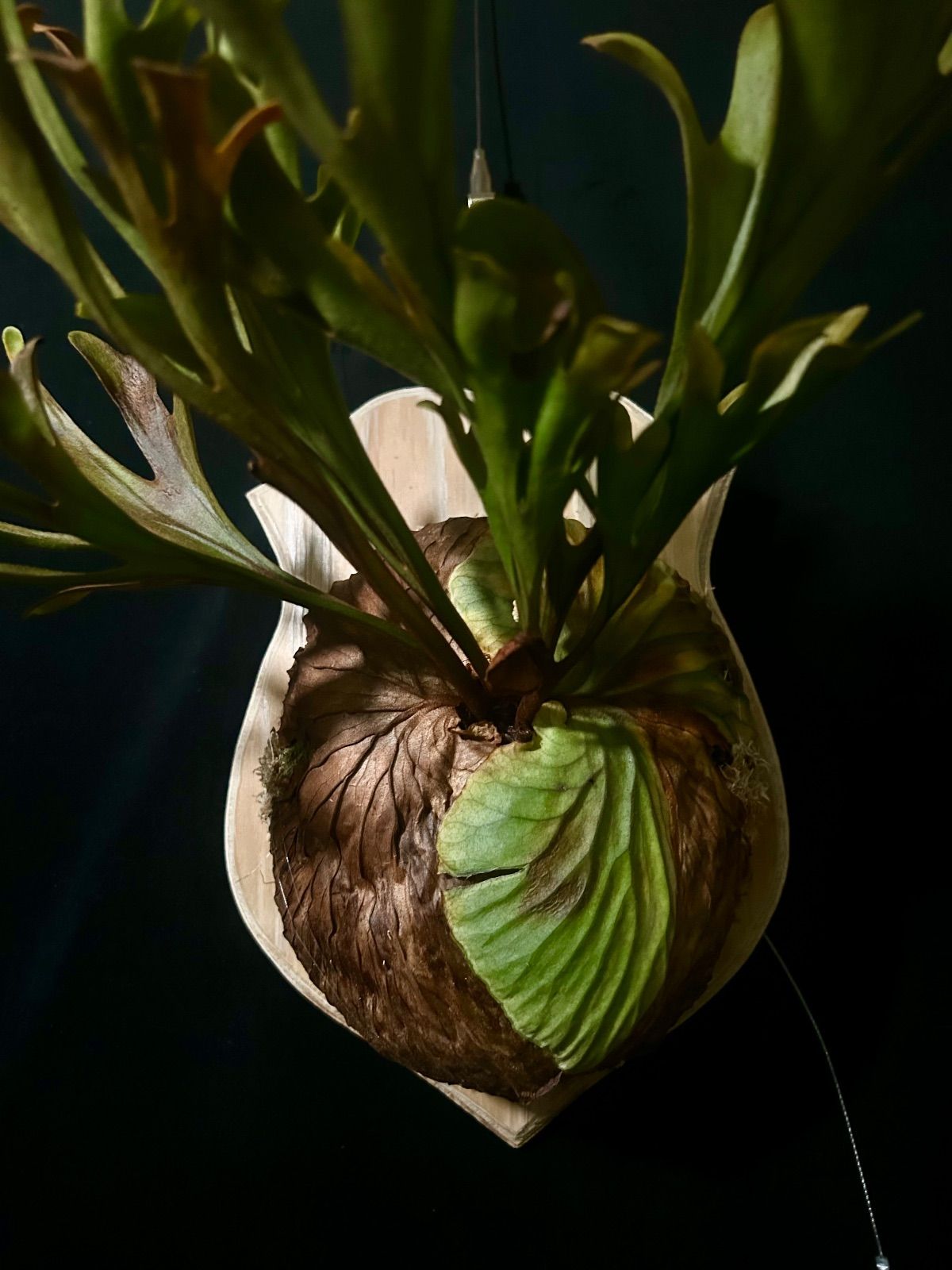 ビカクシダ　リドレイ　ワイルド　Platycerium ridleyi① ☆ Platycerium ridleyi でっかいハートスプーン❤️🥄 #0のつく日は