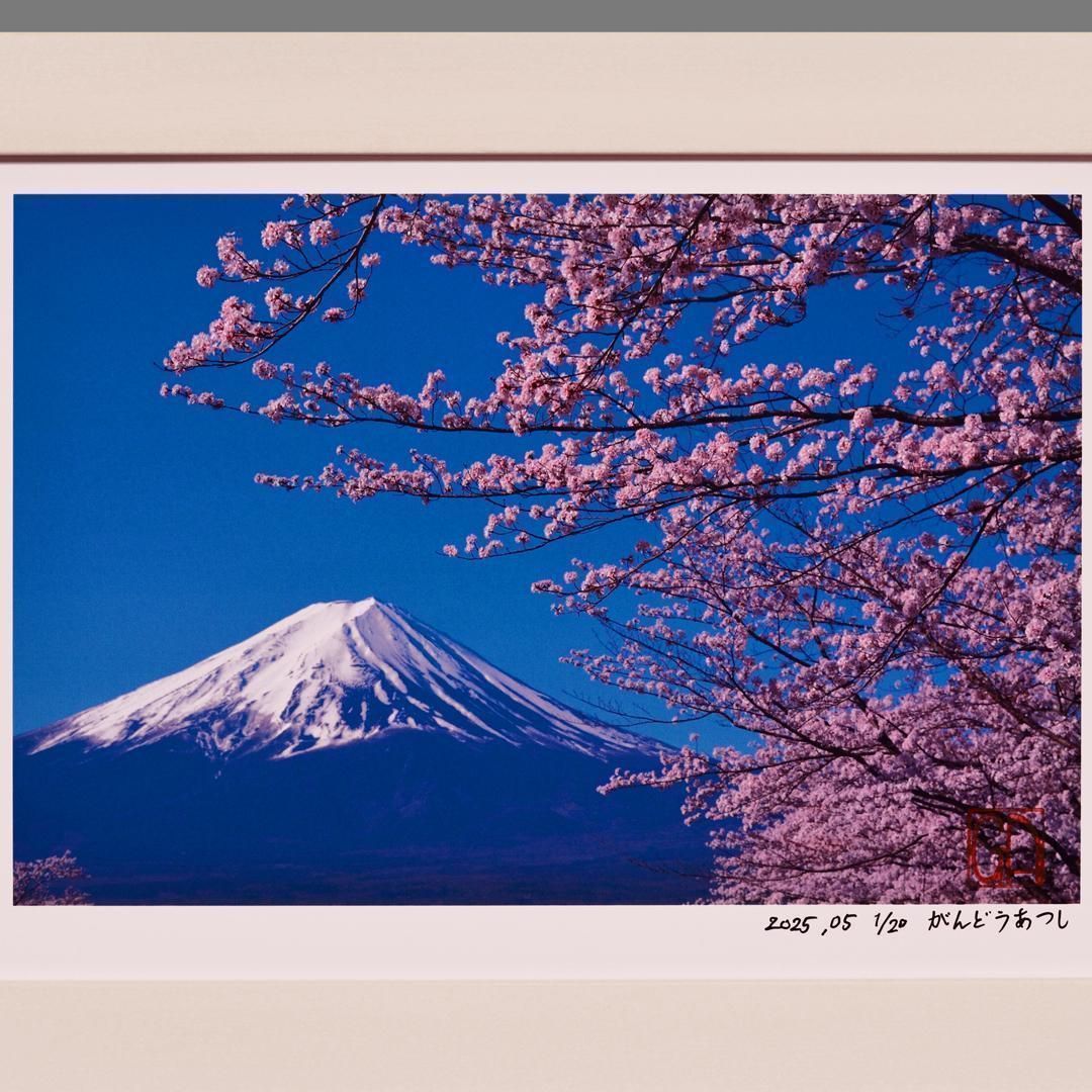 春の富士山 額特注品です Amazon.co.jp: 日本 - 富士山の春 - 桜の花 - ビンテージな世界旅行の