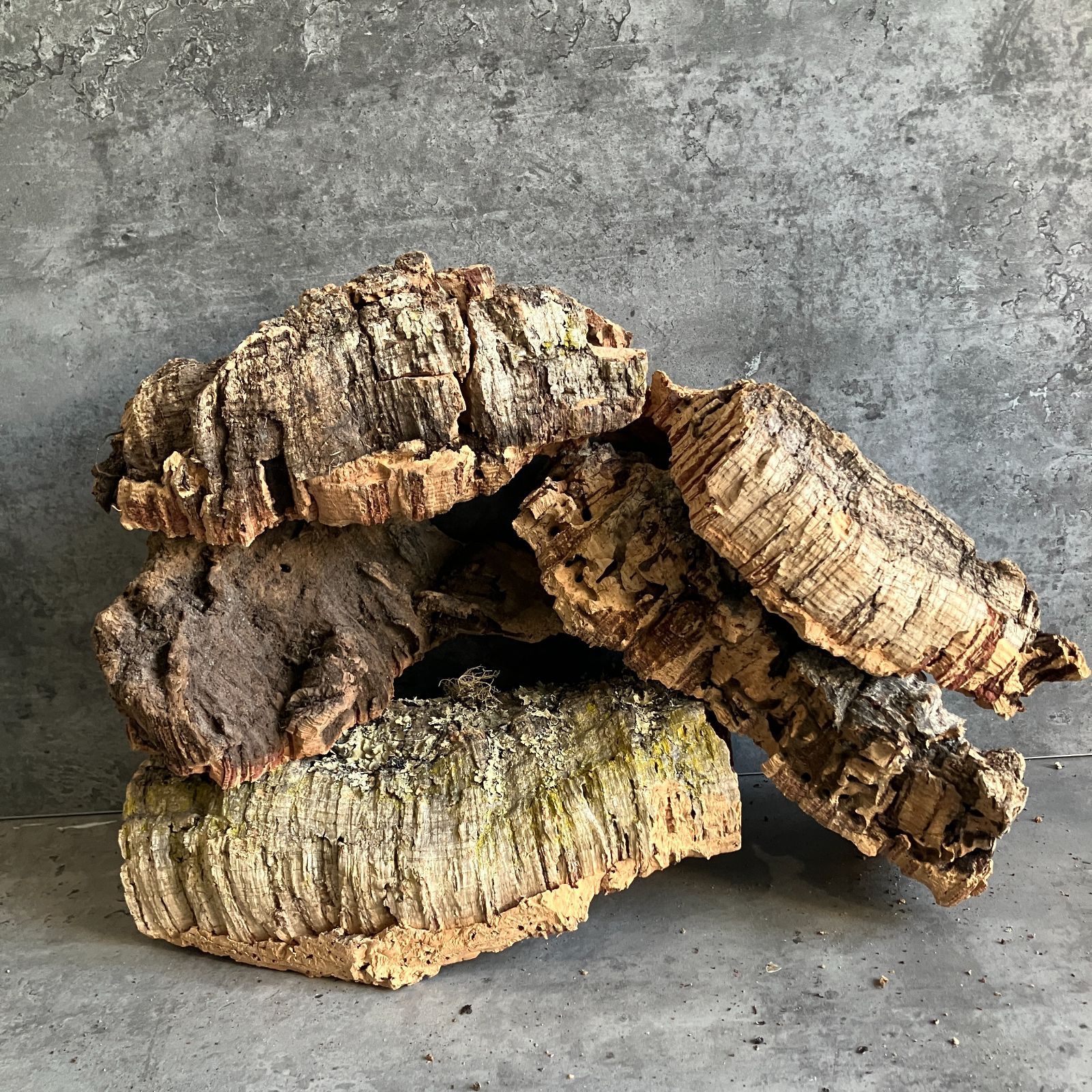 K6479大量セット！最高品質！ コルク樹皮 エアプランツ コウモリラン