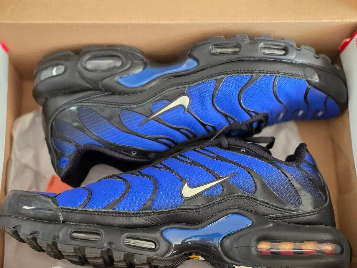 ブラック レーサー