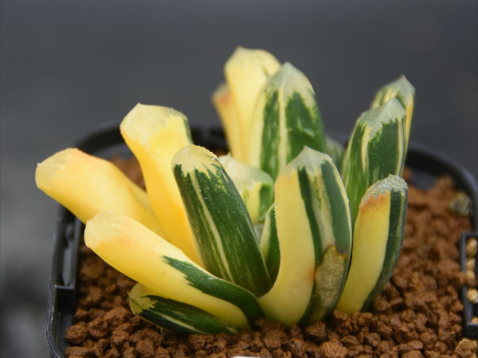 ☆☆万象交配錦＊群生＊ハオルチア＊錦☆☆ 多肉植物：ハオルチア 万象錦 N-29*幅6cm 現品！一品限り : 遊恵盆栽