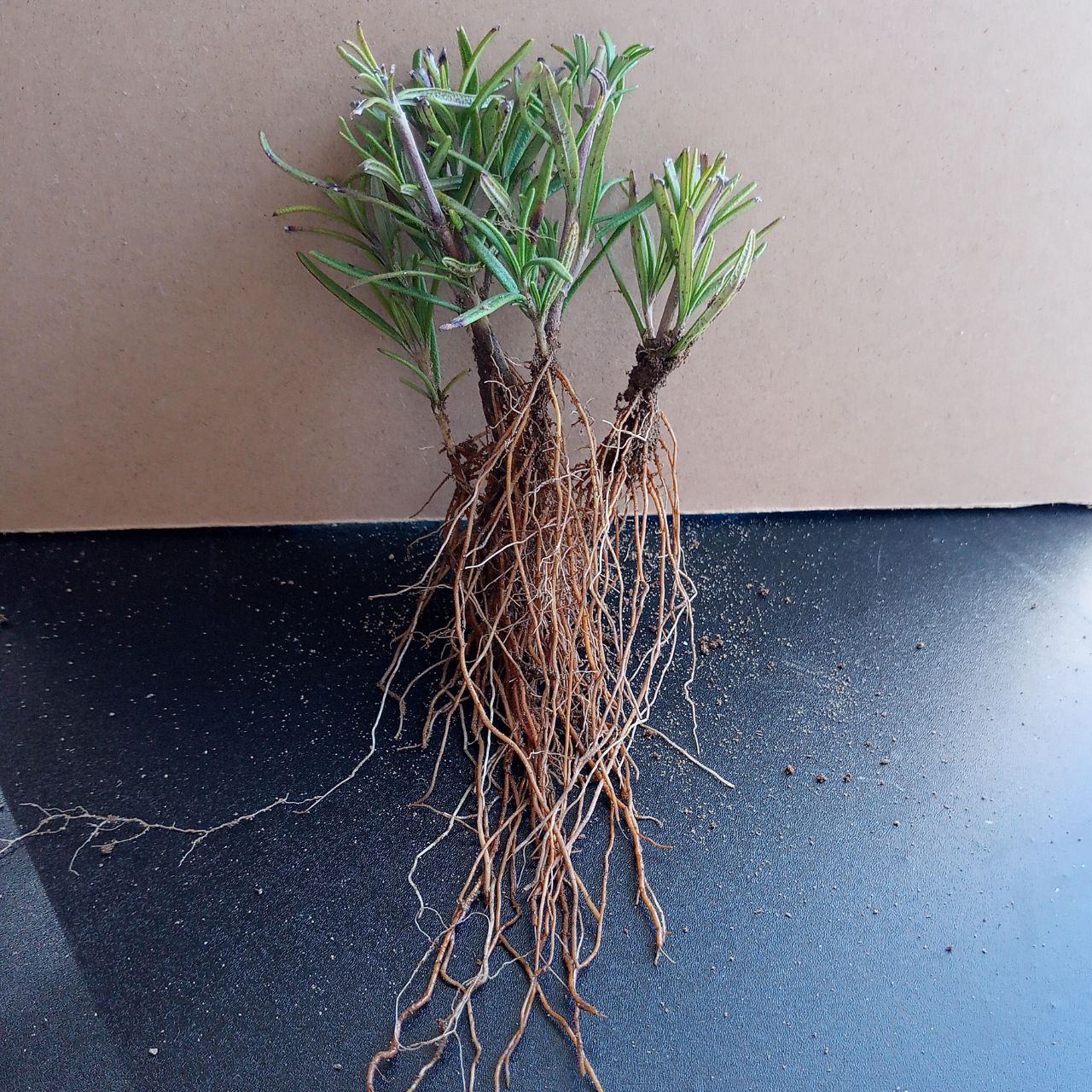 ローズマリー発根苗（アブラクサス）5株セット - メルカリ