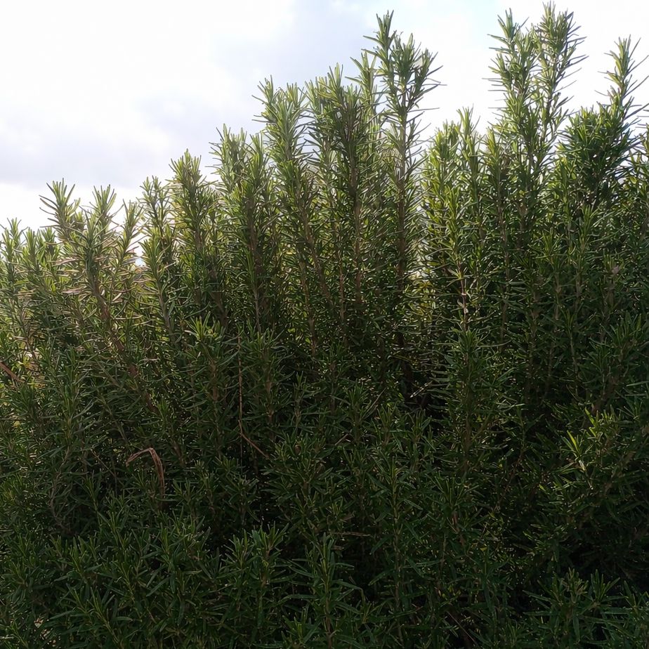 ローズマリー発根苗（アブラクサス）5株セット - メルカリ