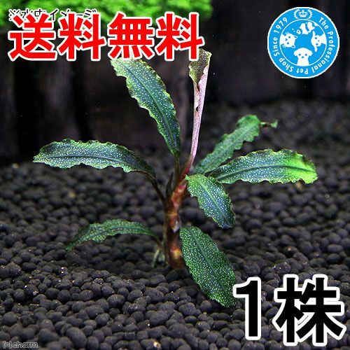 ネコポス）ブセファランドラsp．クダガン（無農薬）（水中葉）（1株