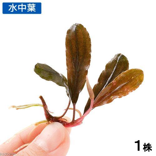 ブセファランドラ sp. クアラクアヤン 超大株 無農薬 水中葉 水草）ブセファランドラsp．クアラクアヤン2（無農薬）（水中葉