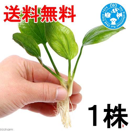 水草）エキノドルス オパクス ヴェルデ産（水中葉）（無農薬）（1株